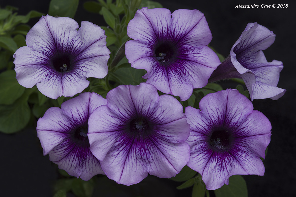 Le petunias by Sonia 3322