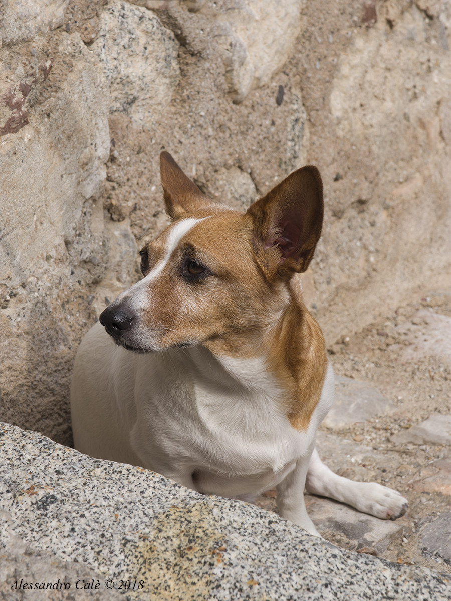 Un attimo di riposo senza perdere di vista il padrone 2