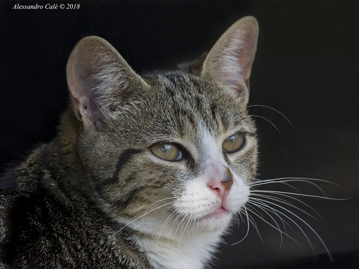 ,,,giovane gattina 3169