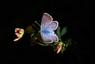 Cyaniris semiargus