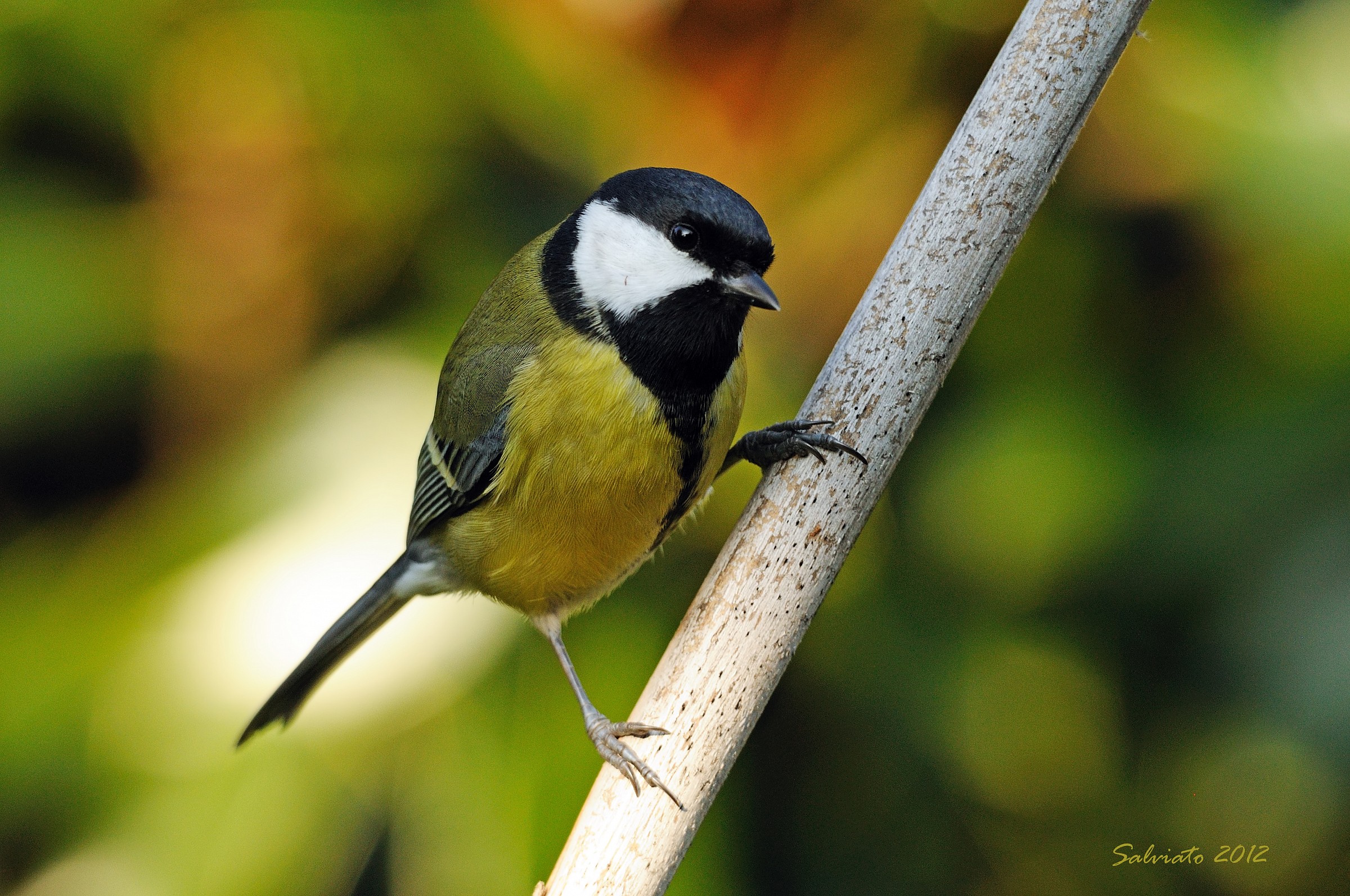 Birdgardenin 2012/2013 Cinciallegra