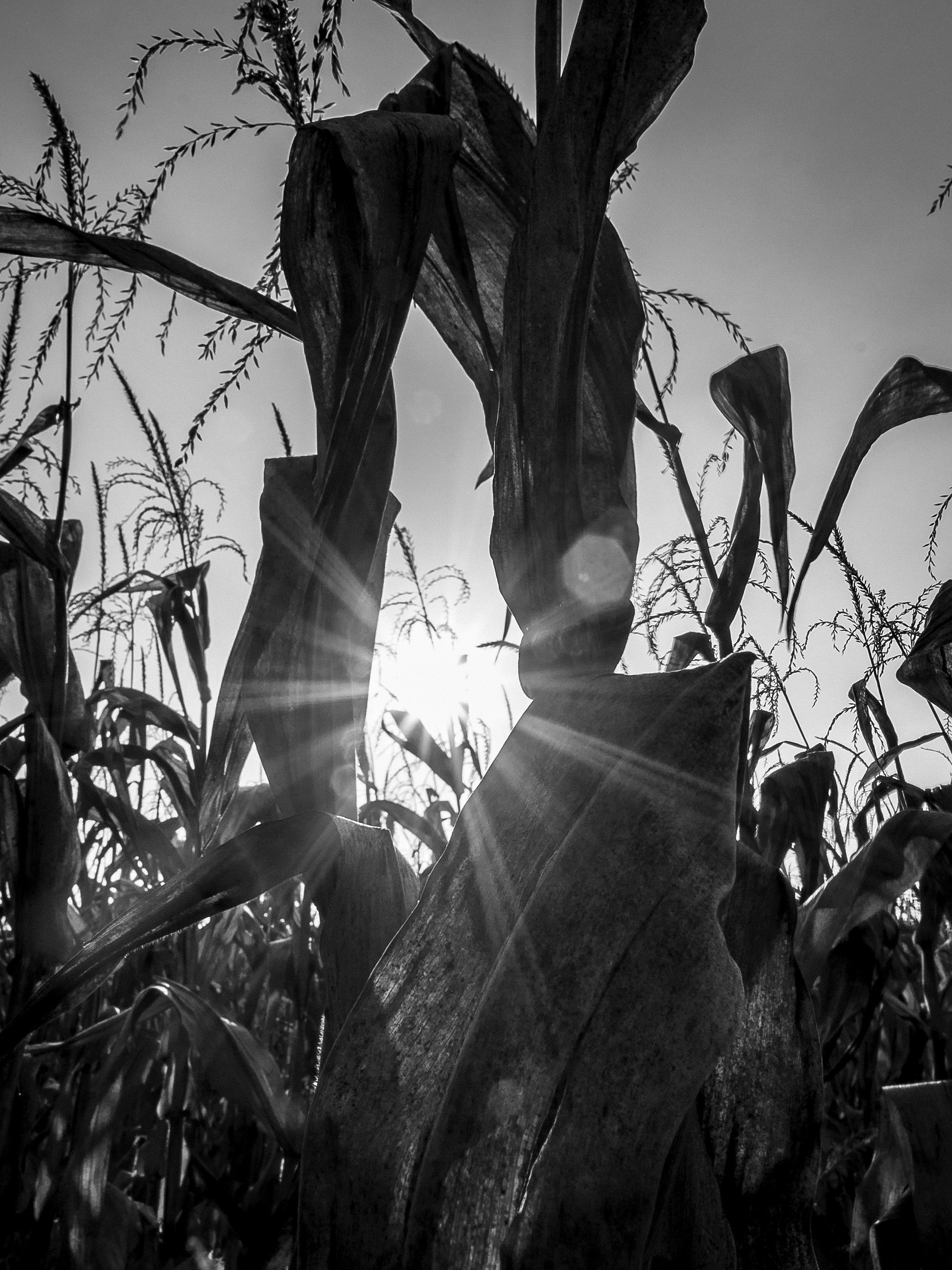 Hort Lights and Shadows