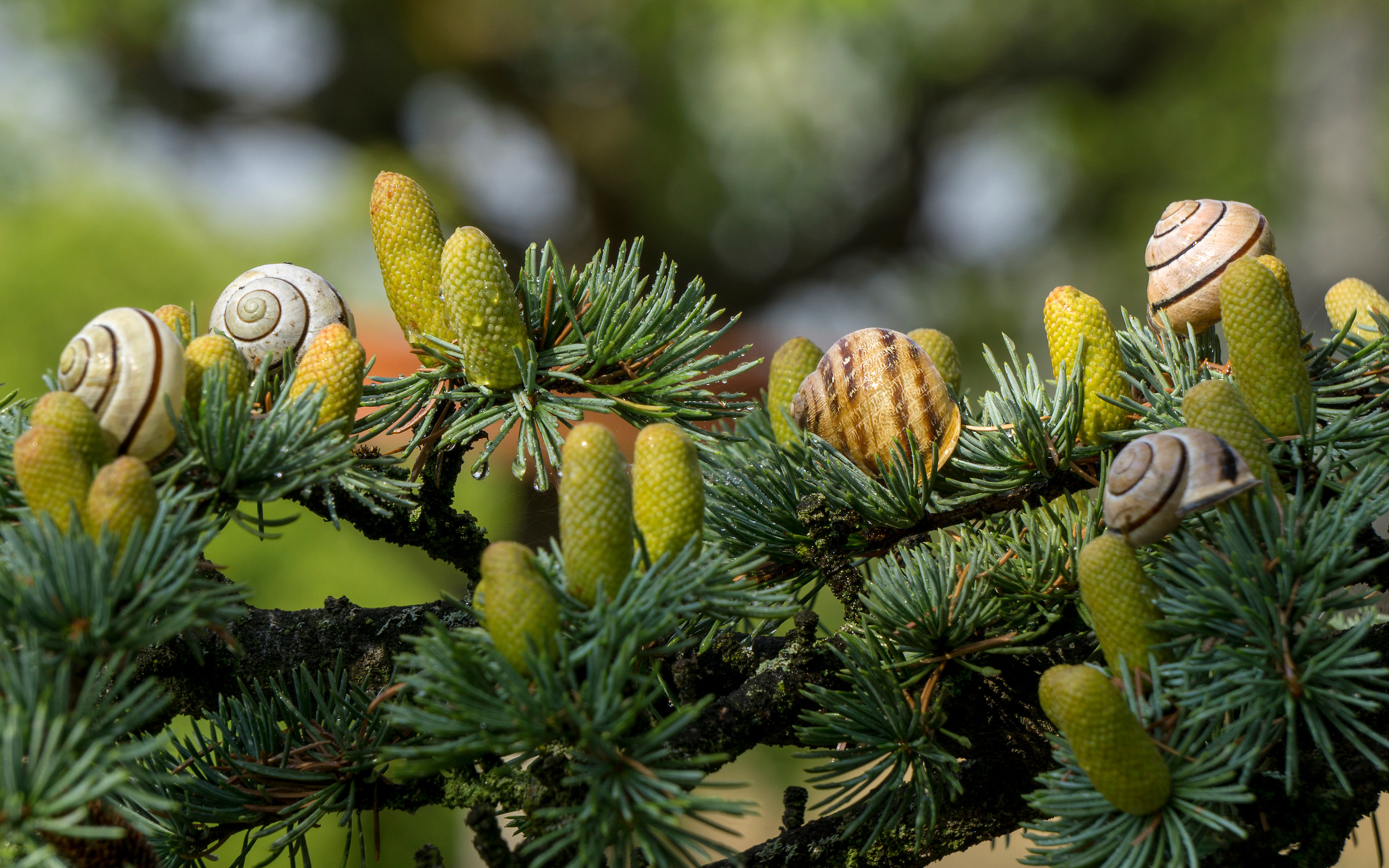 Il pasto dei pennuti