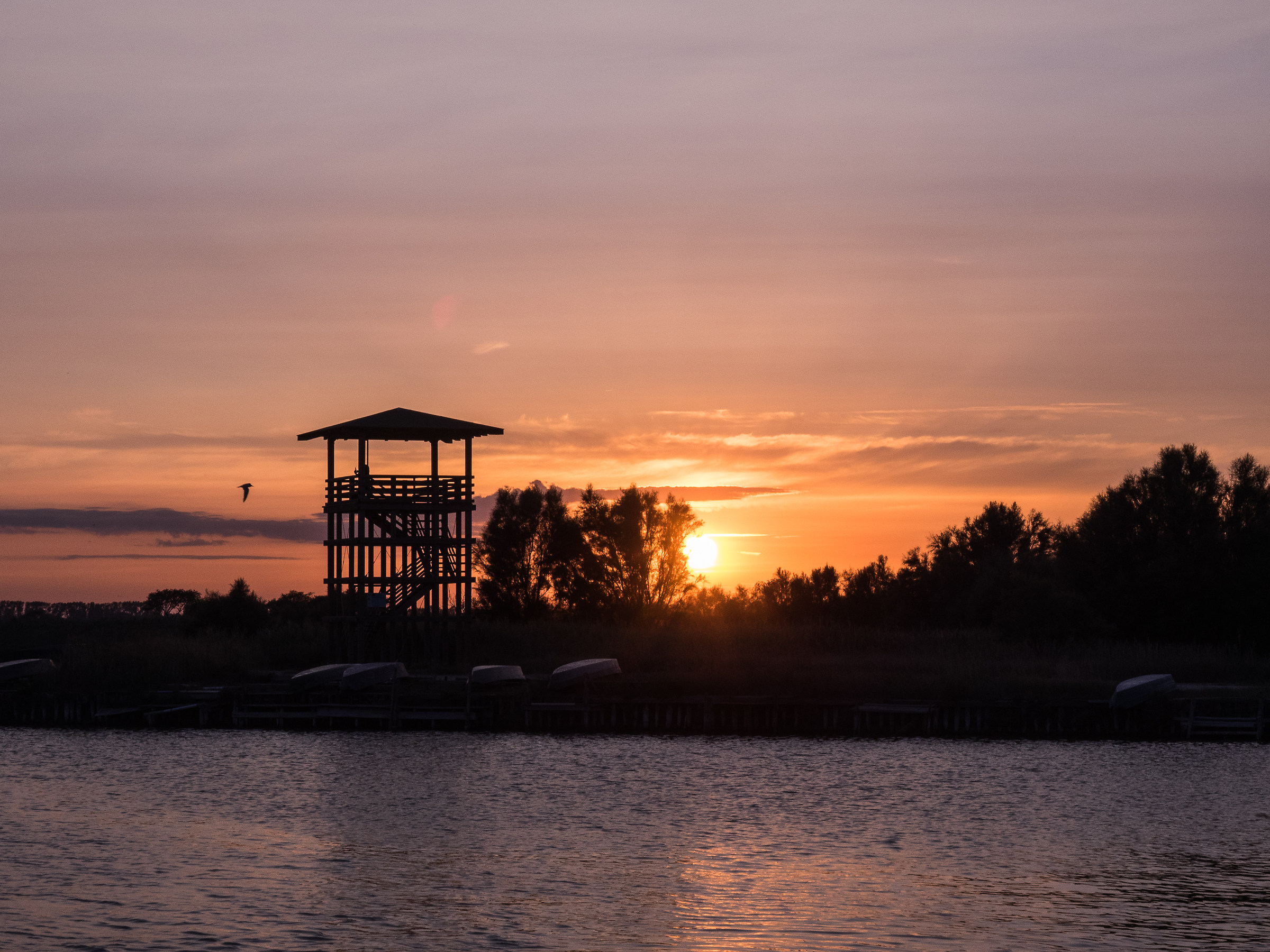 Birdwatching al tramonto
