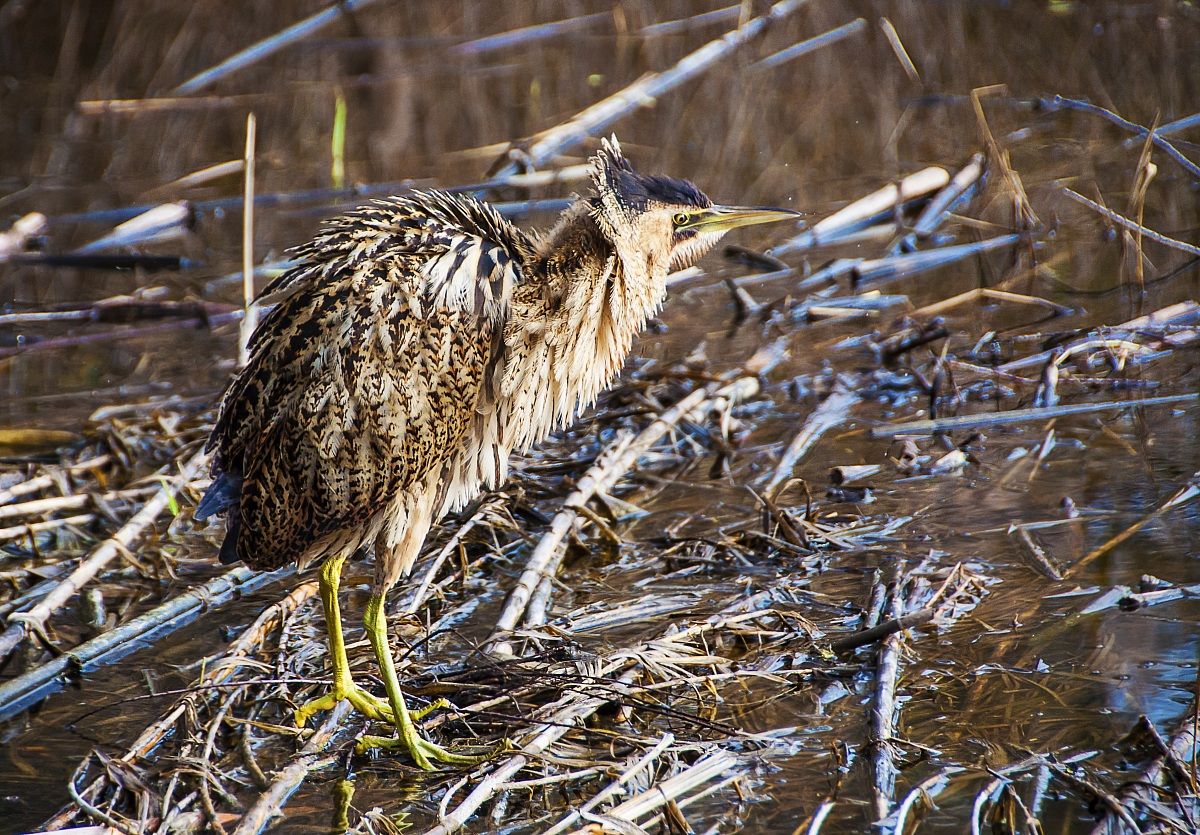 bittern