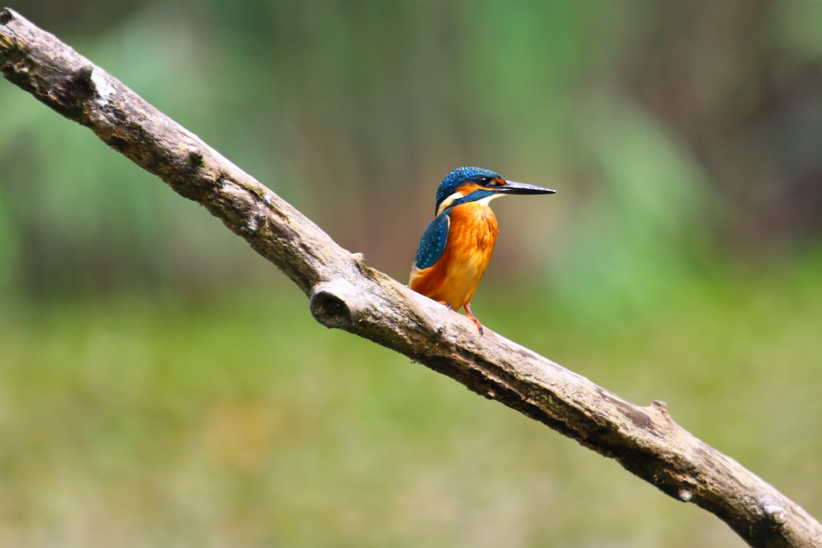 Martin Pescatore (Alcedo atthis)