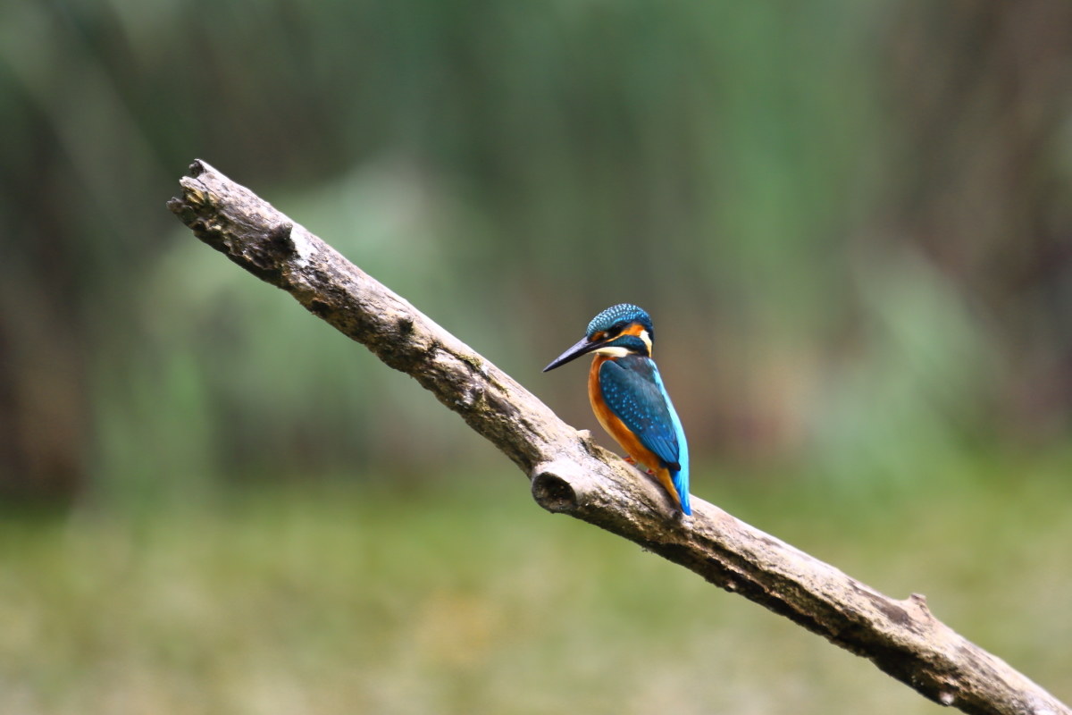 Martin Pescatore (Altedo atthis)