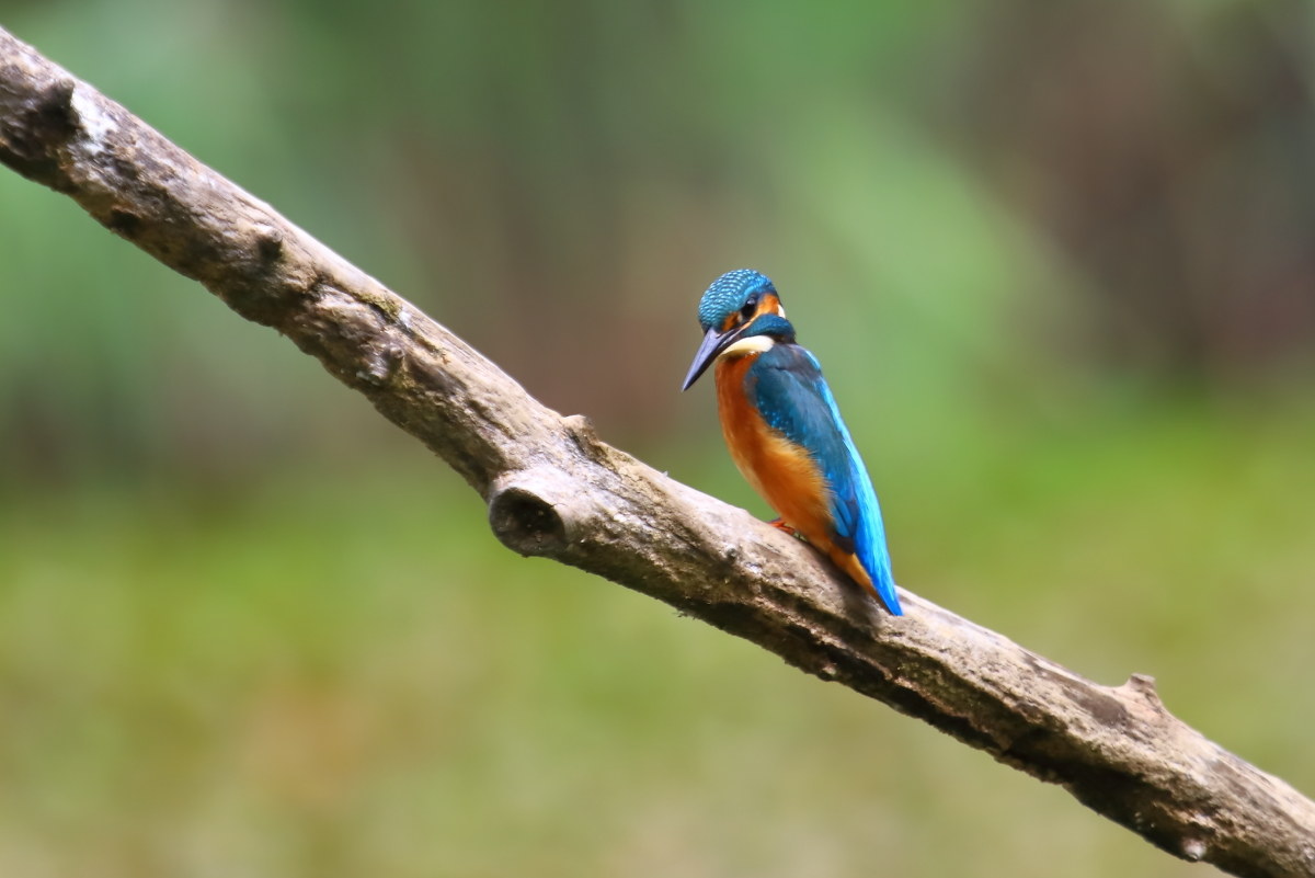 Martin pescatore (Altedo atthis)