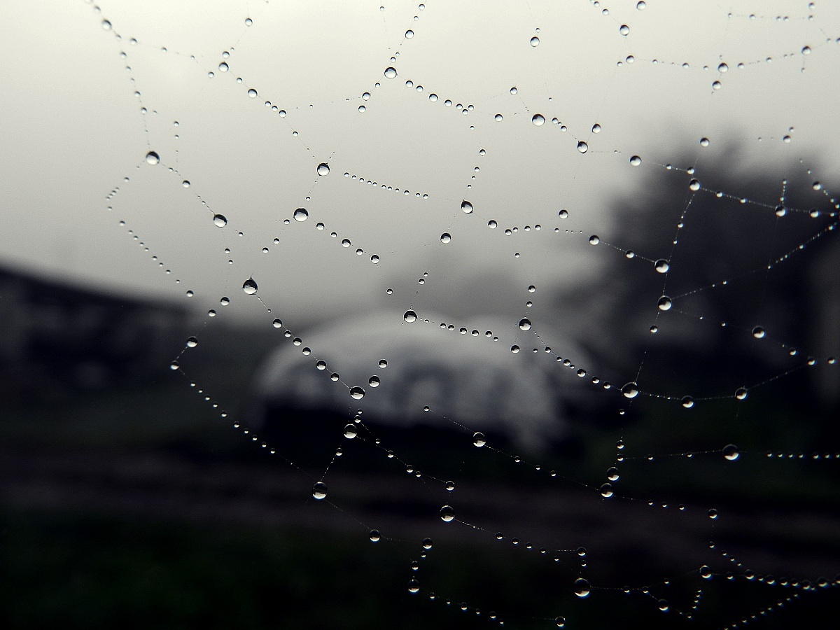Dew on a spider web.