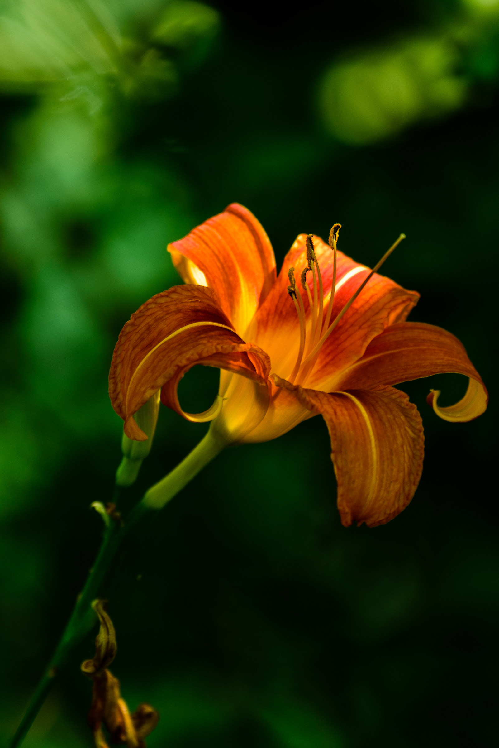 Lilium