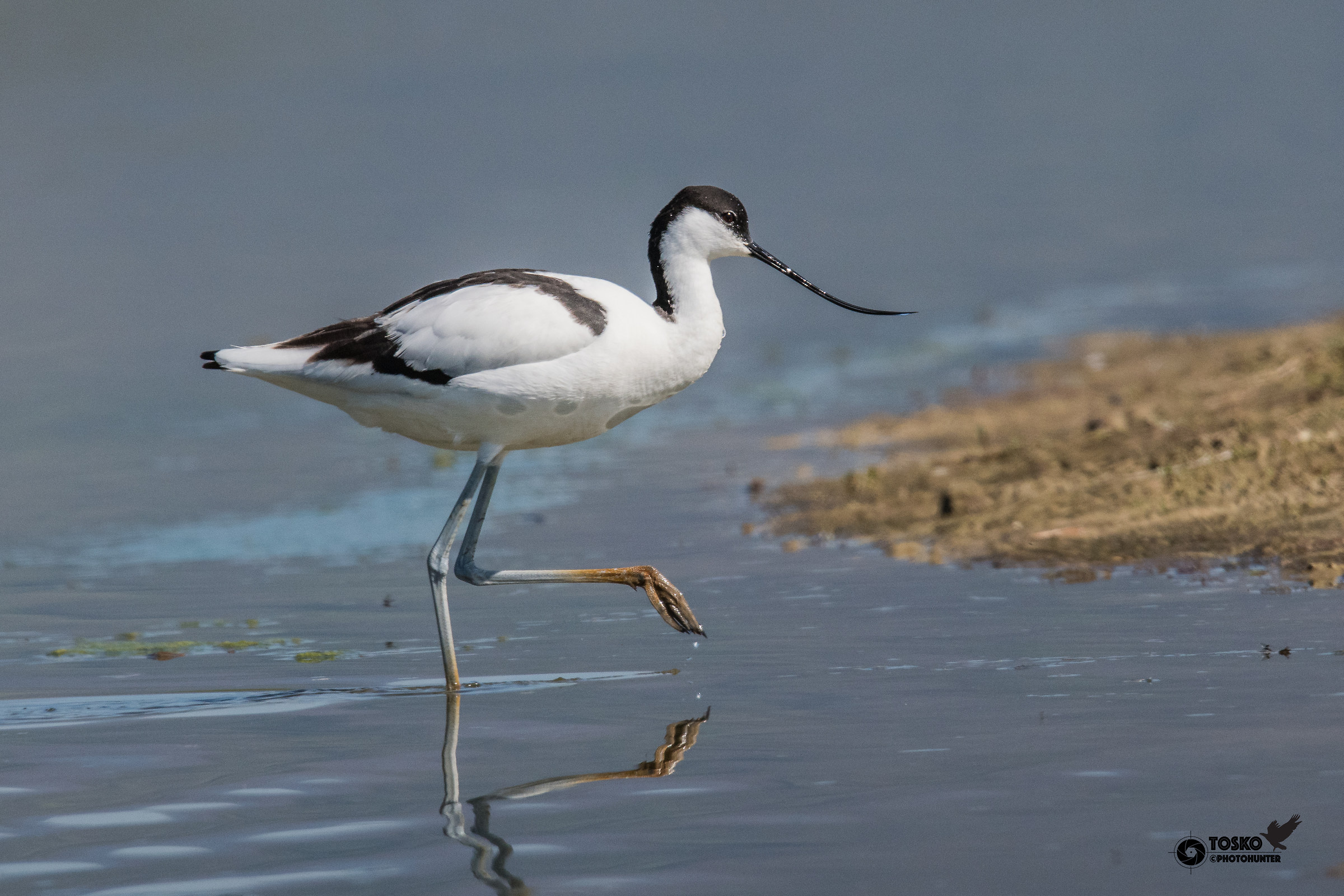Avocetta (Recurvirostra Avosetta)
