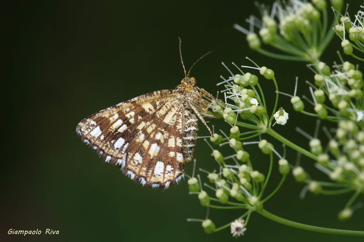 What Butterfly is it?