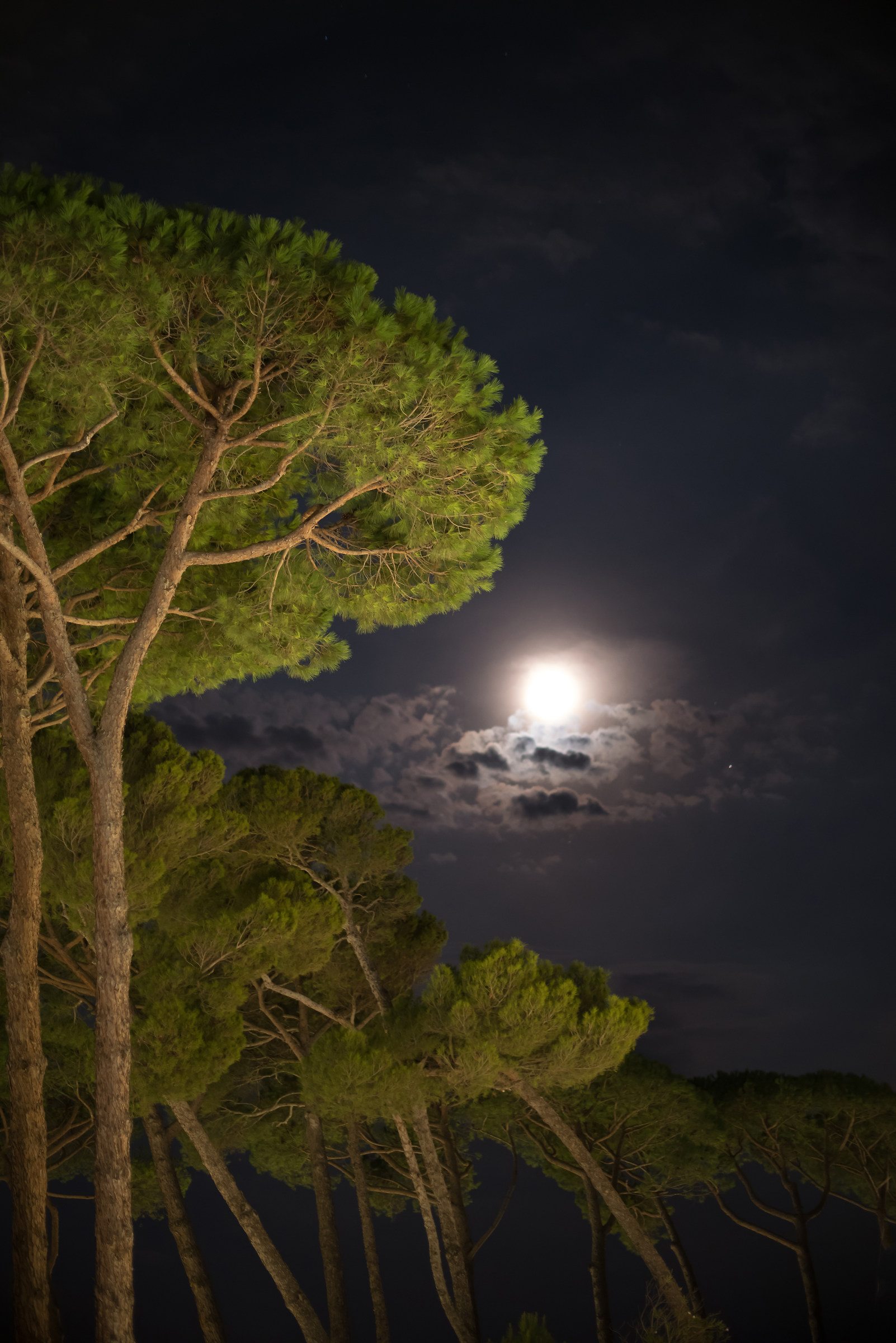Al chiaro di luna