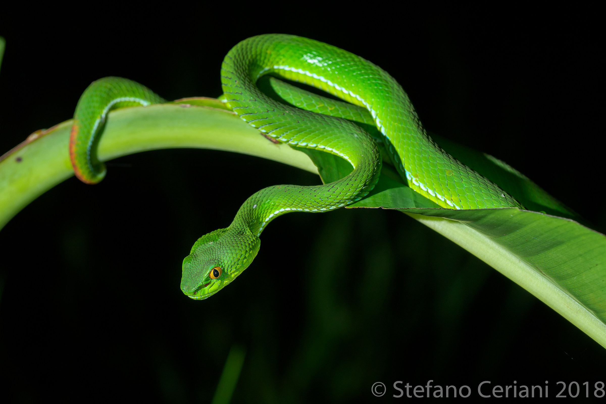 White lipped Green pit viper