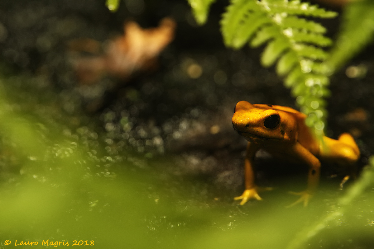 Hidden (Golden Frog)