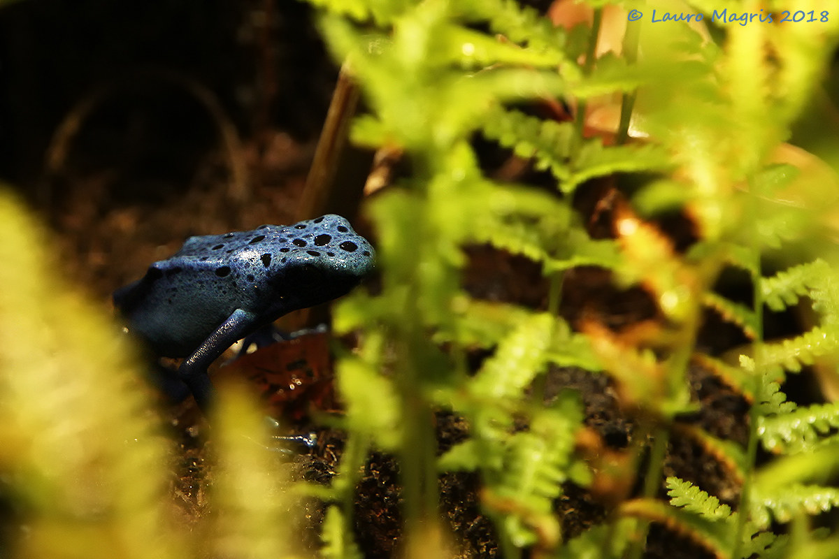 Ambush (blue Arrow frog)