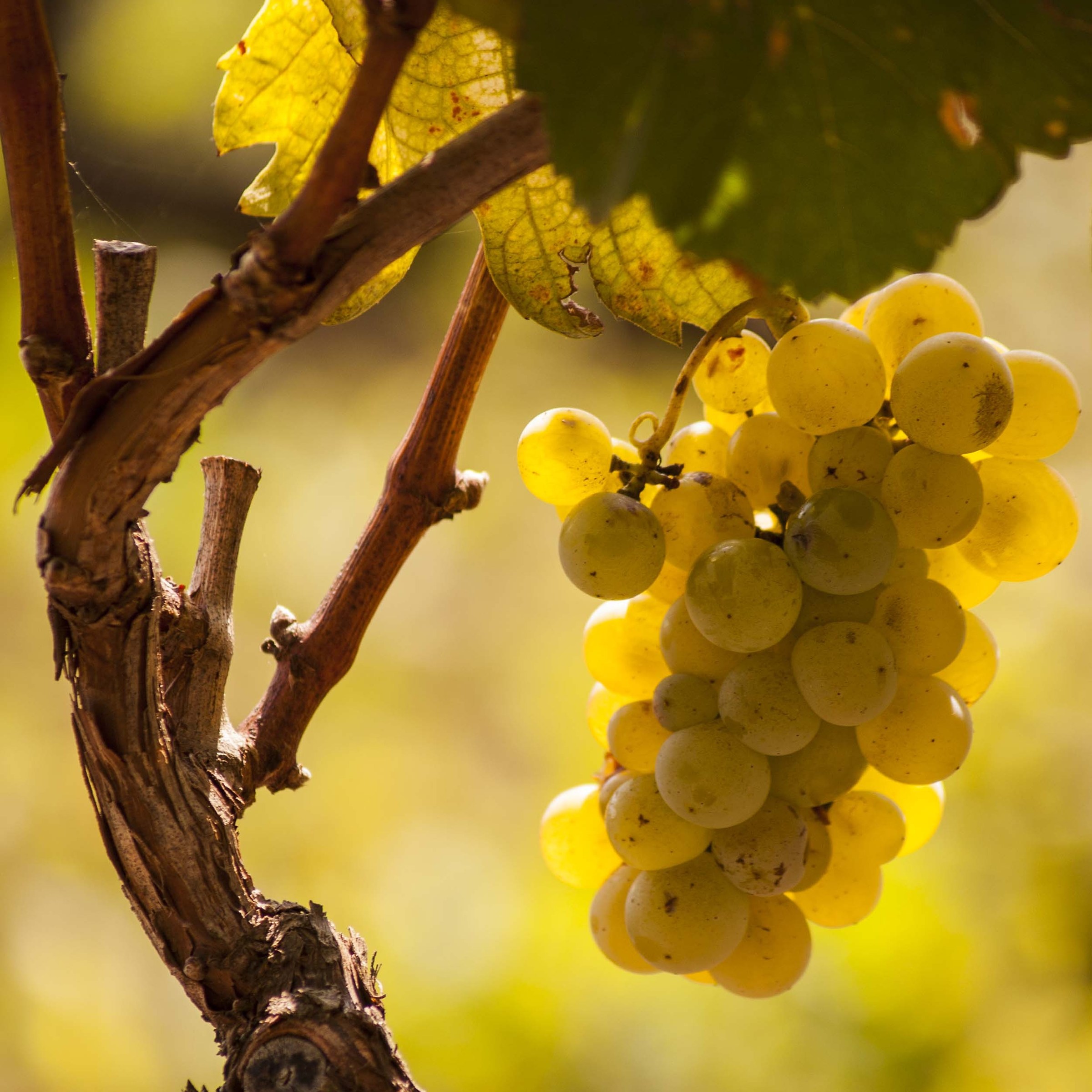 The valley of Gold...