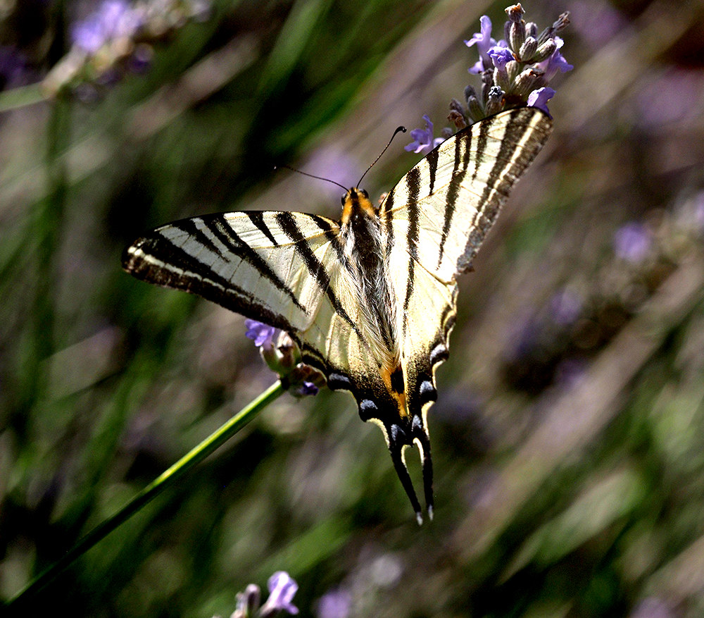 Farfalla