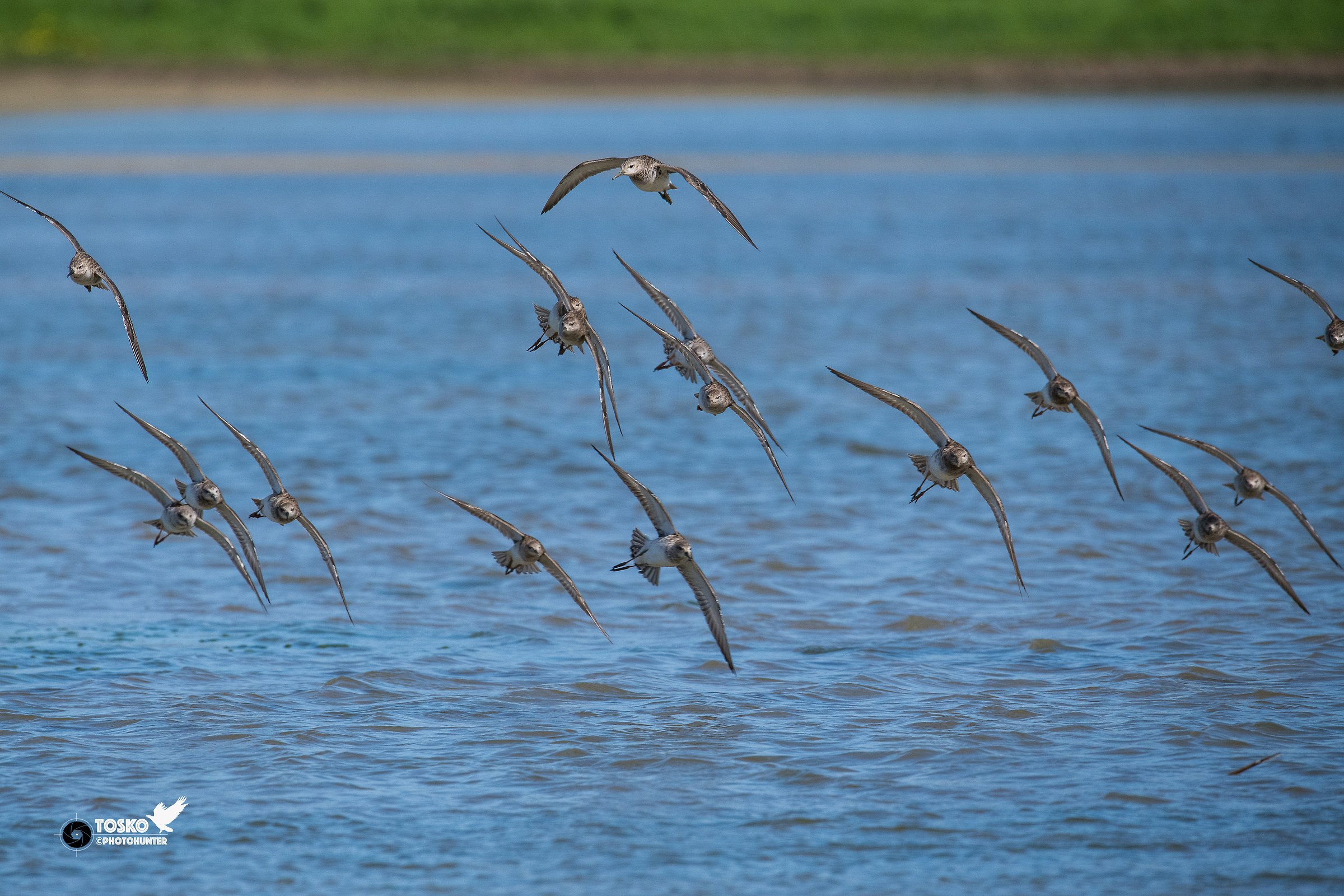 Fighters... in flight (Philomachus pugnax)