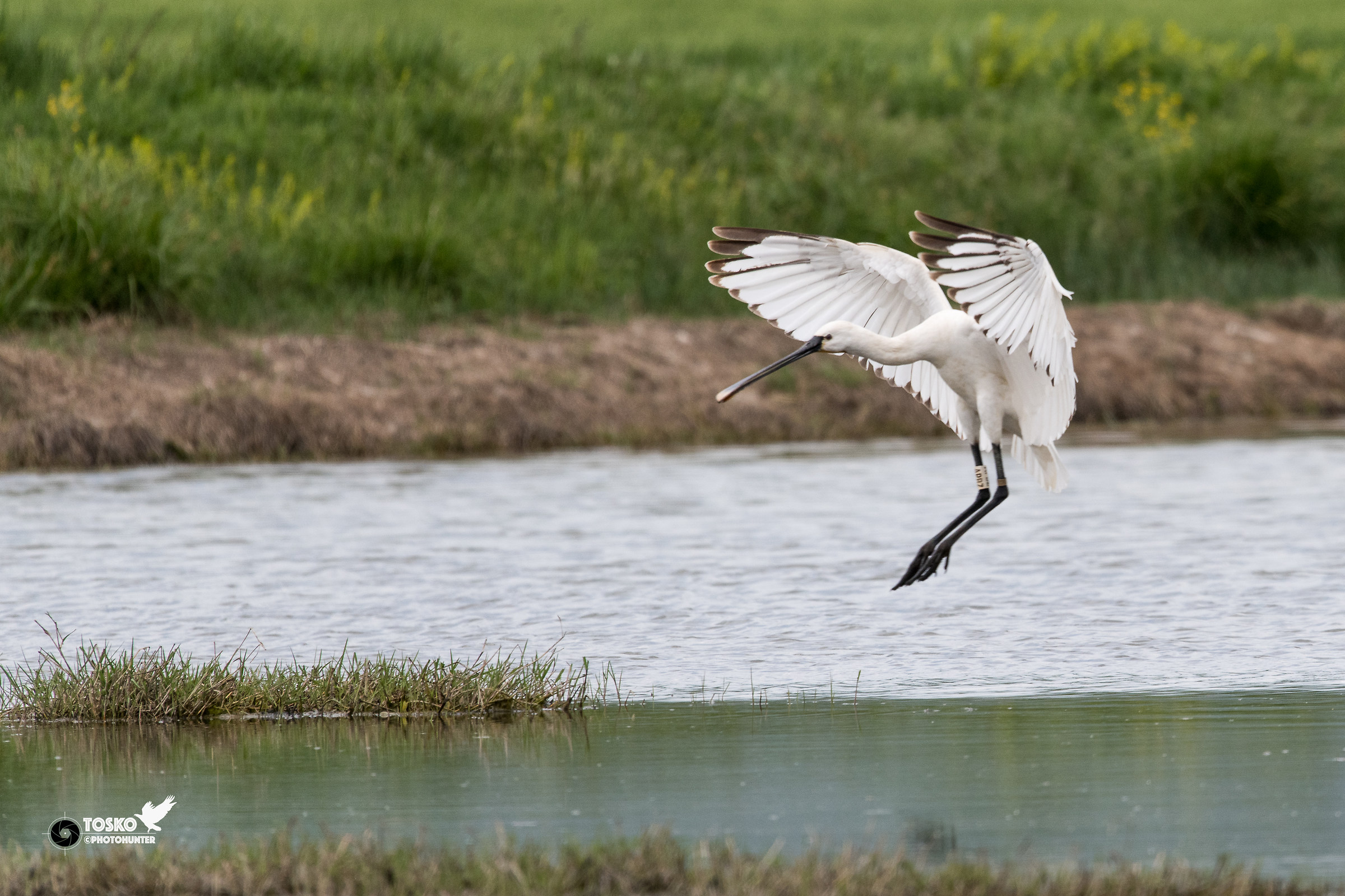 Spatula on landing (Platalea leucorodia)
