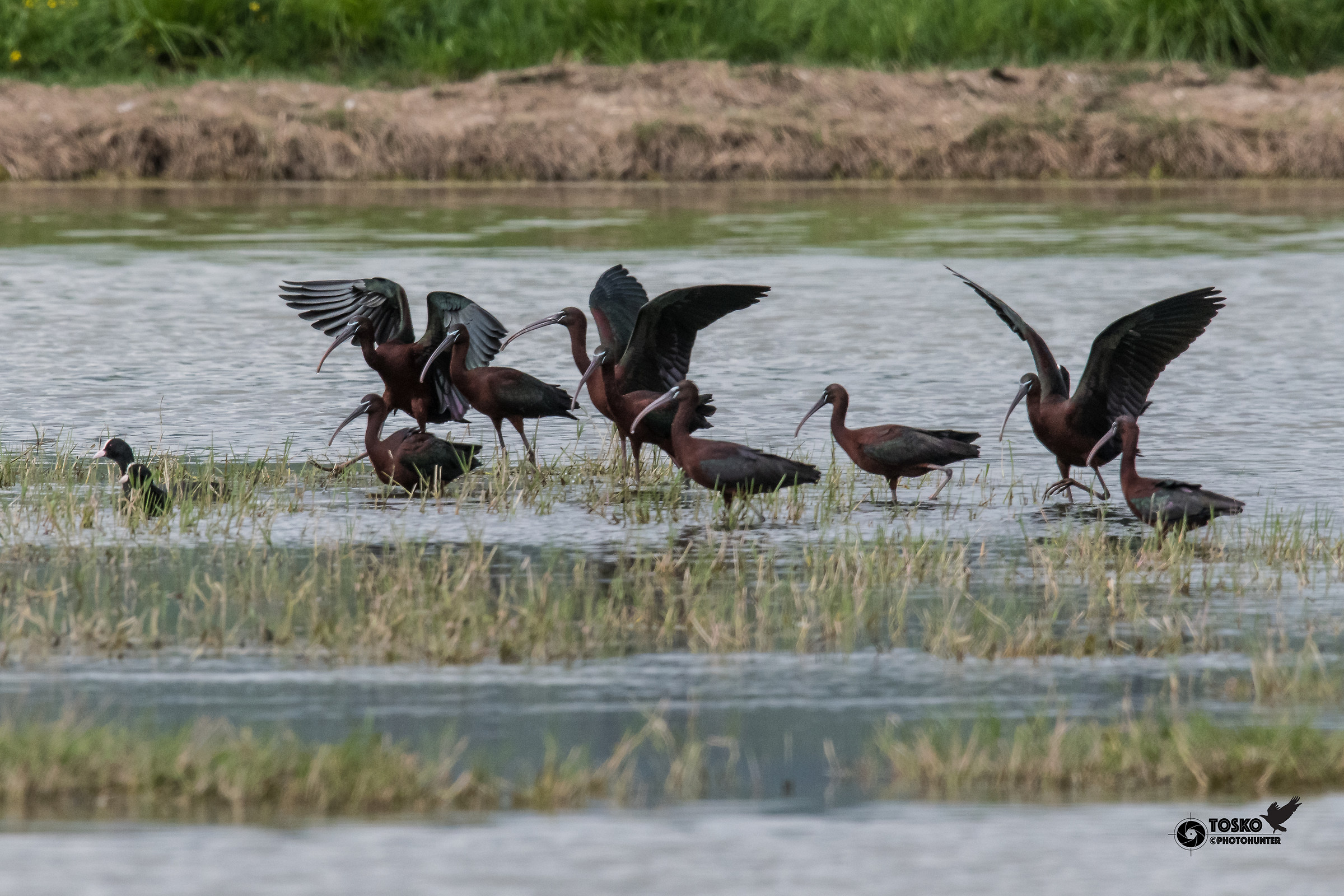 Groundbait Sights (Plegadis falcinellus)