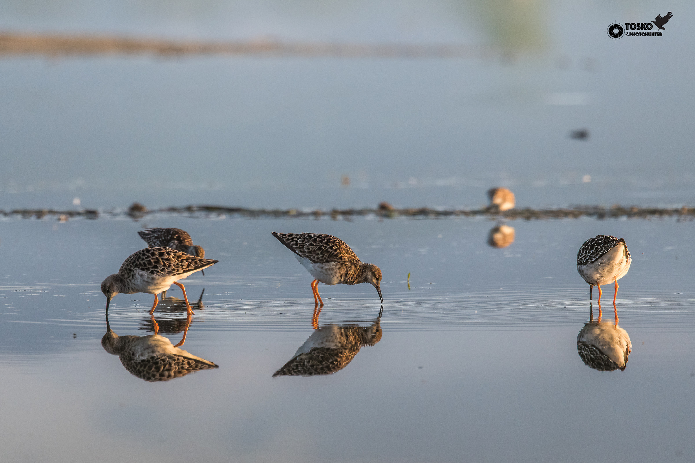 Fighters.... at dawn (Philomachus pugnax)