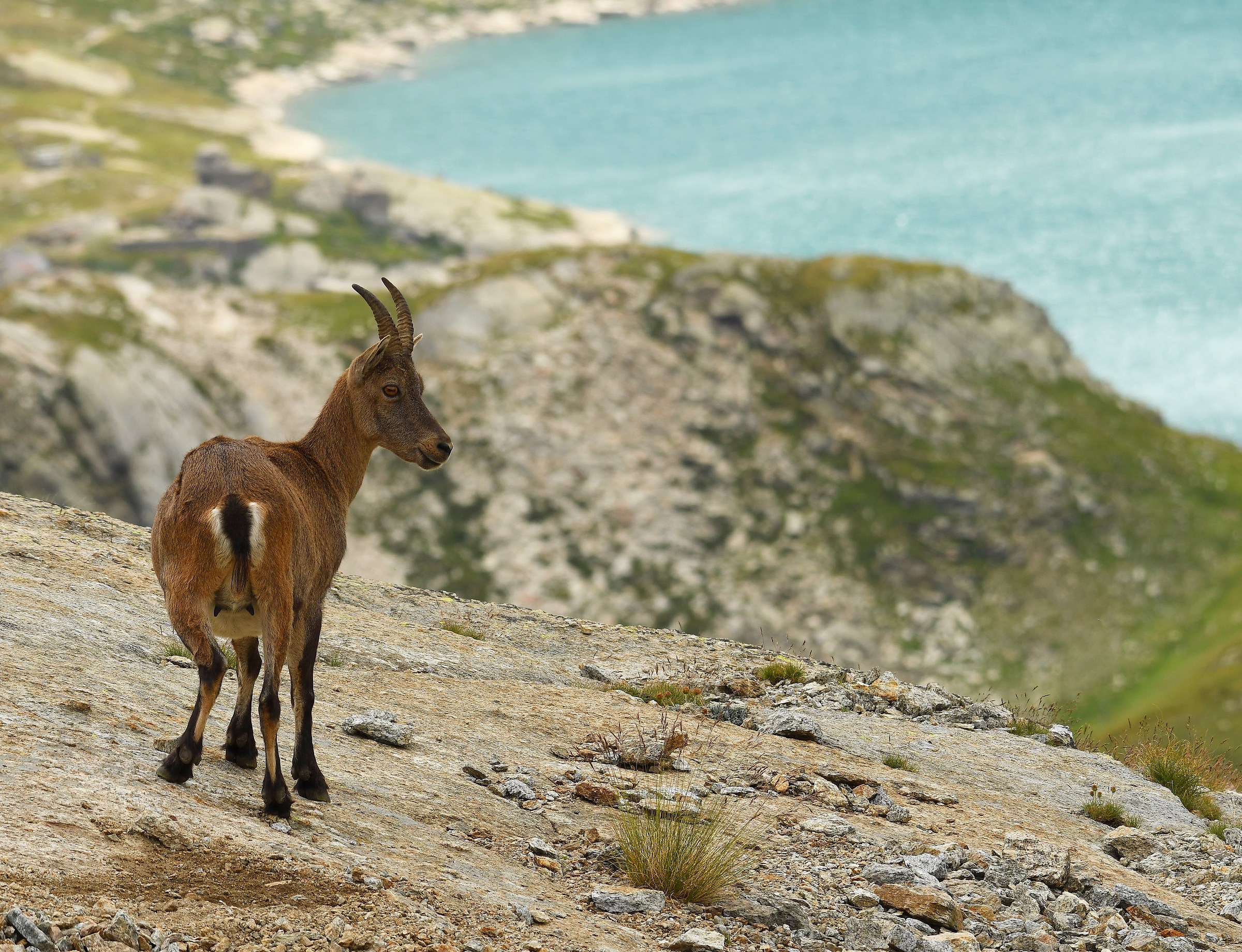 Female of Ibex