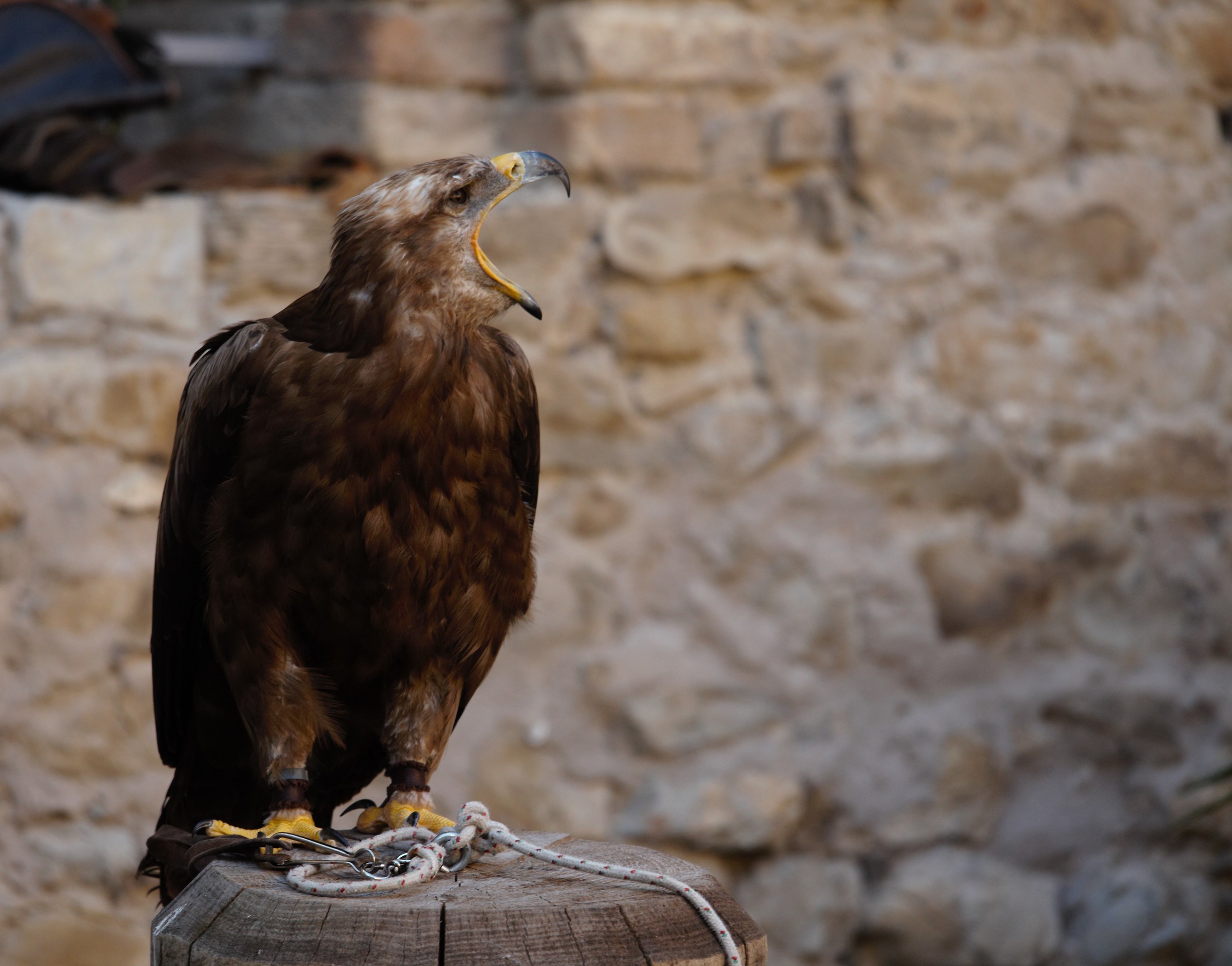 Beautiful but convicted