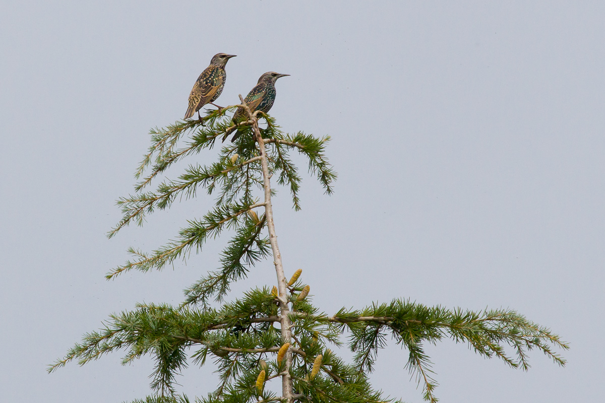 Storni dalla finestra