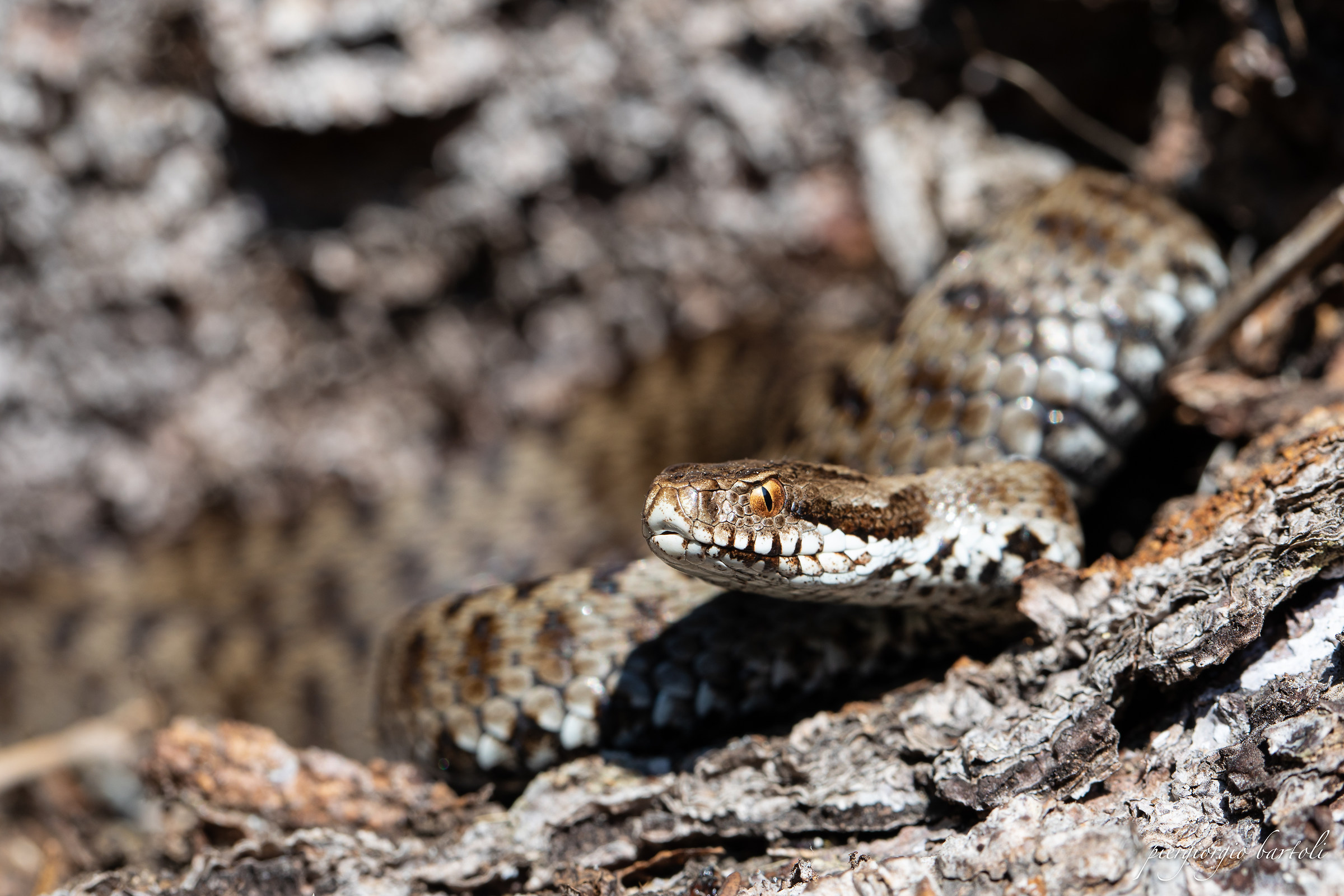 Vipera berus femmina