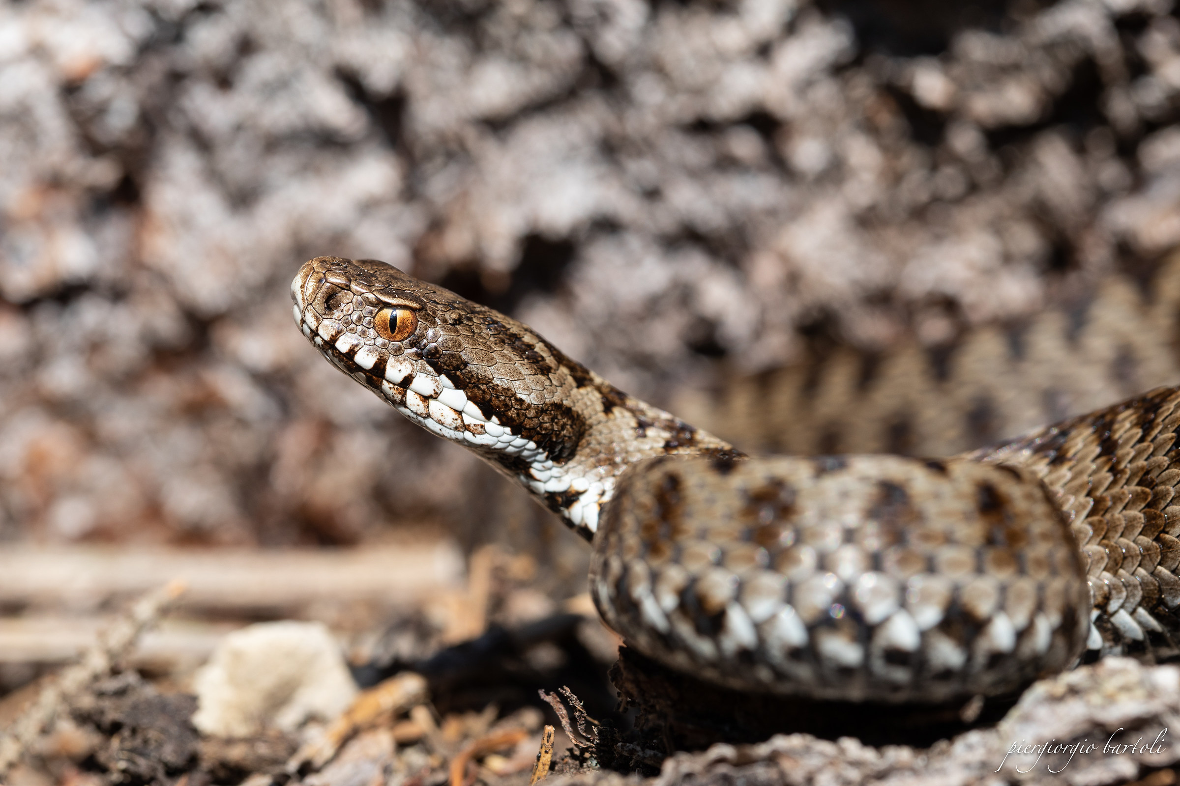 Vipera berus femmina
