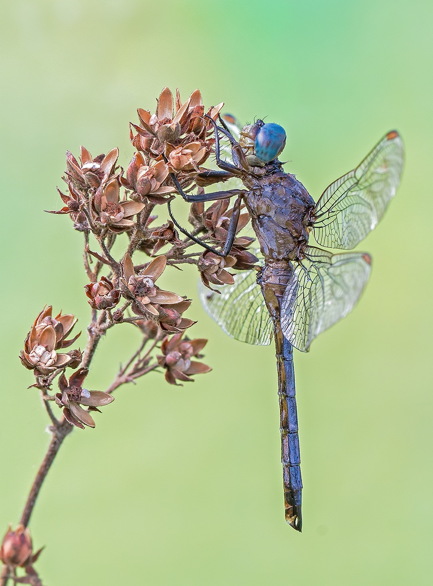 Orthetrum coerulescens maschio