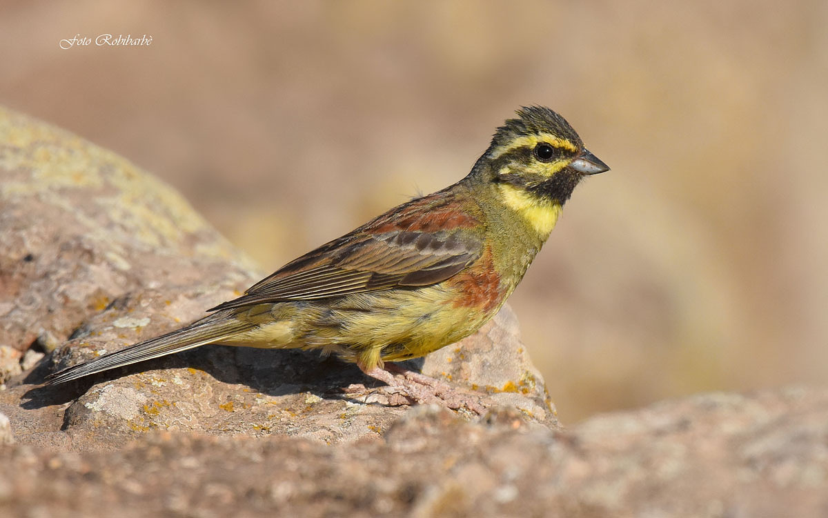 Black Yellowhammer...