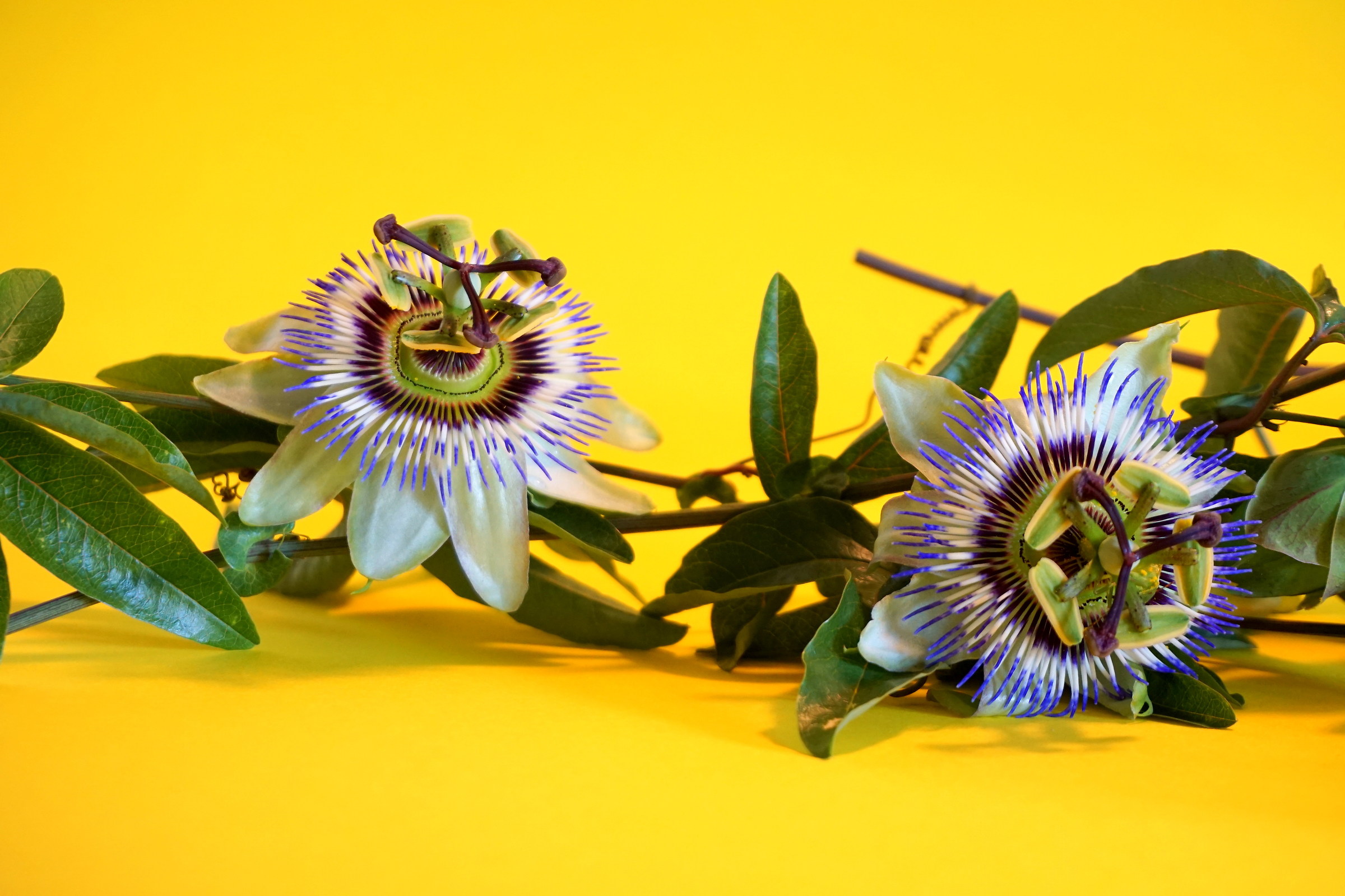 Passiflora