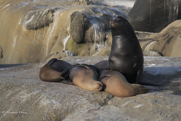 Zalophus californianus