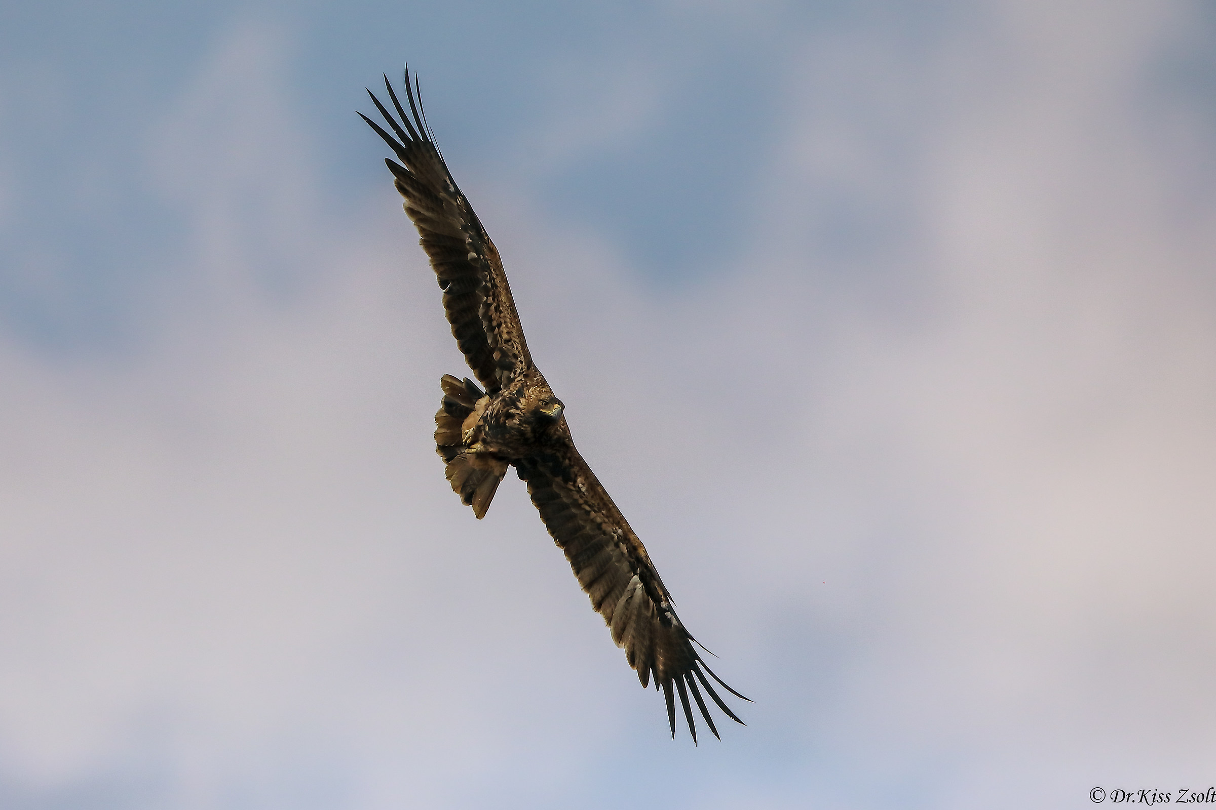 Aquila imperiale