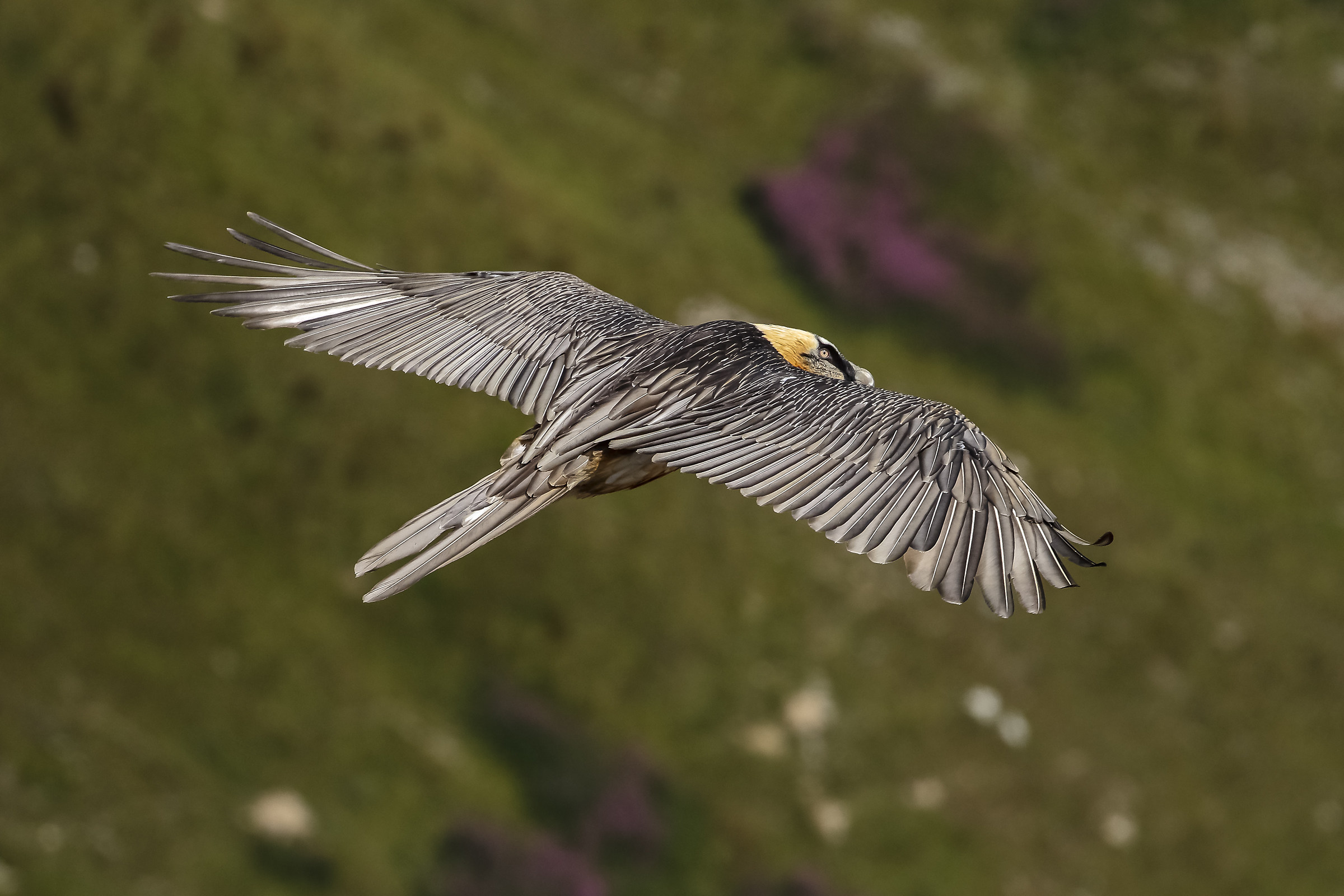 Bearded Vulture