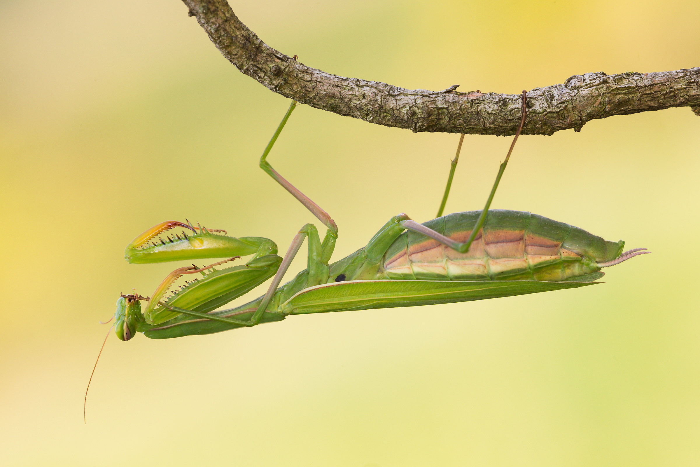 Mantide religiosa...