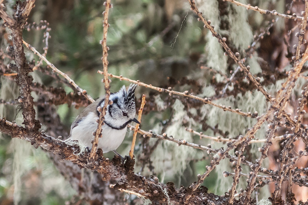 Crested Tit