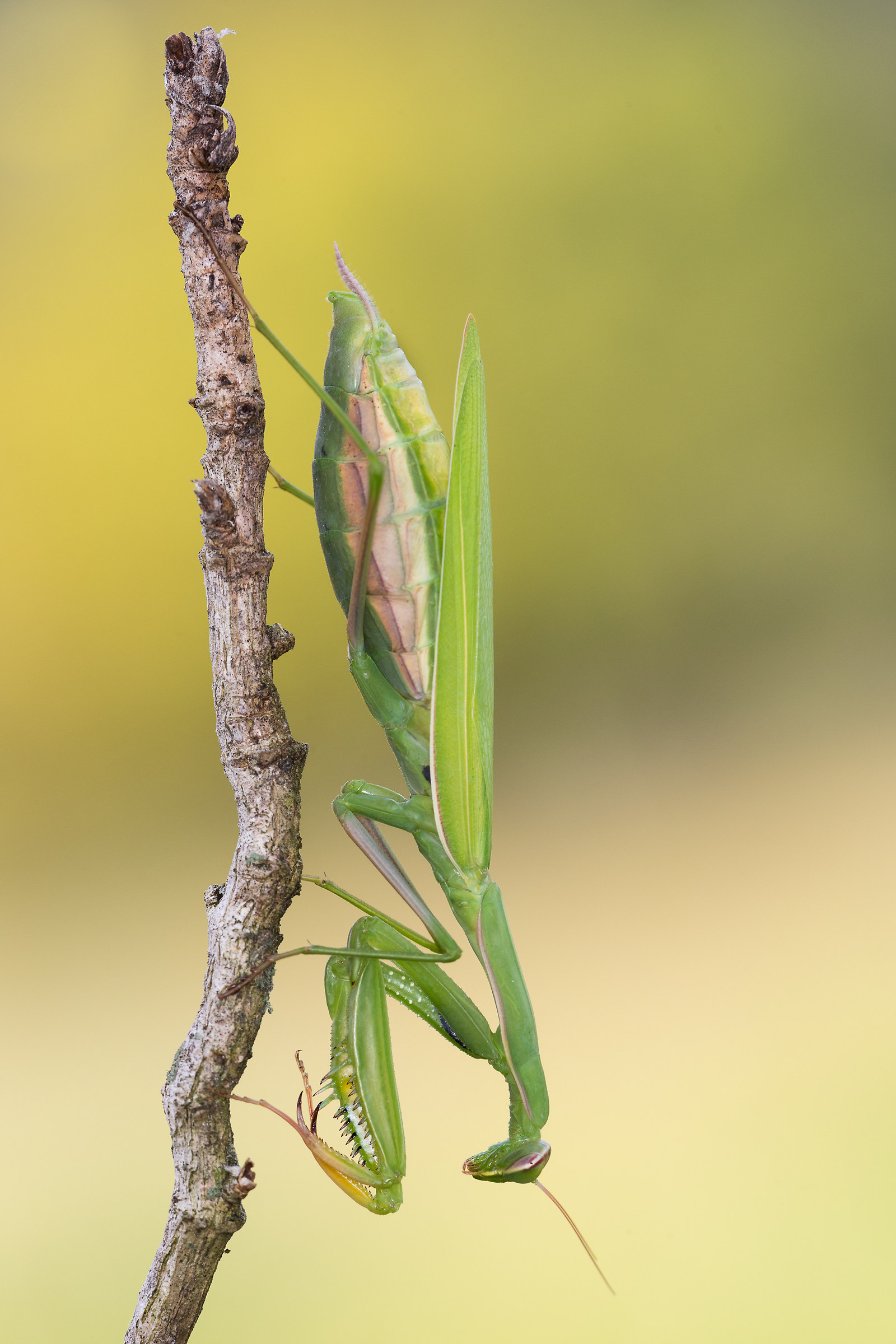 Praying Mantis...