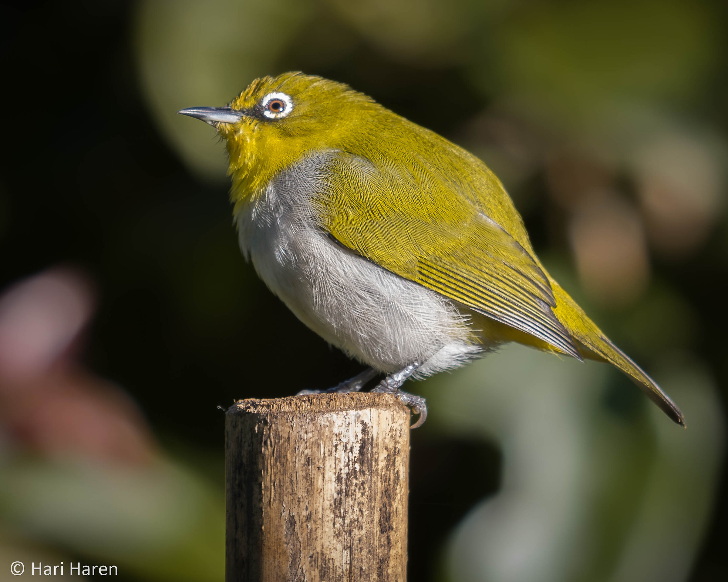 Oriental white eye