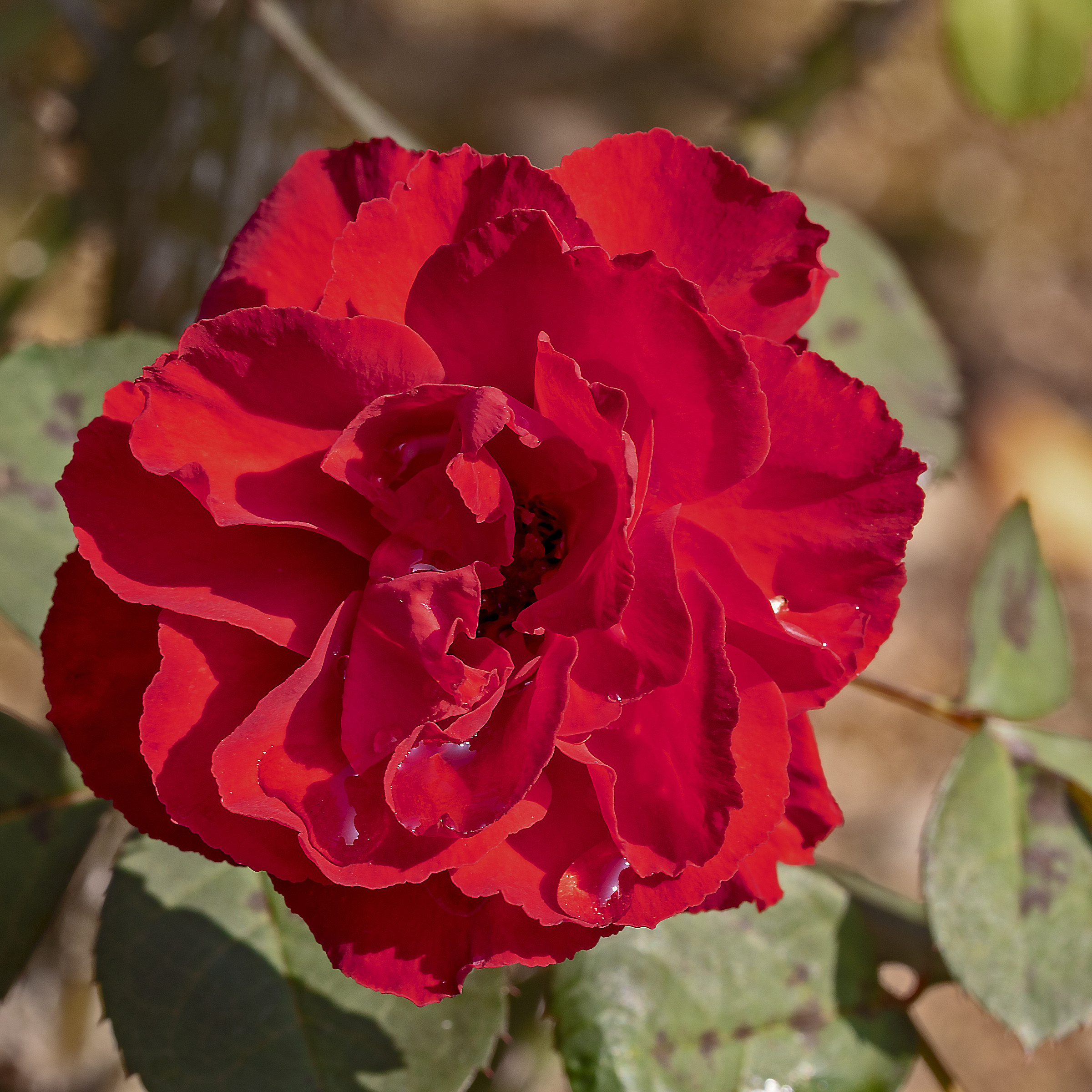 Rosso Valentino
