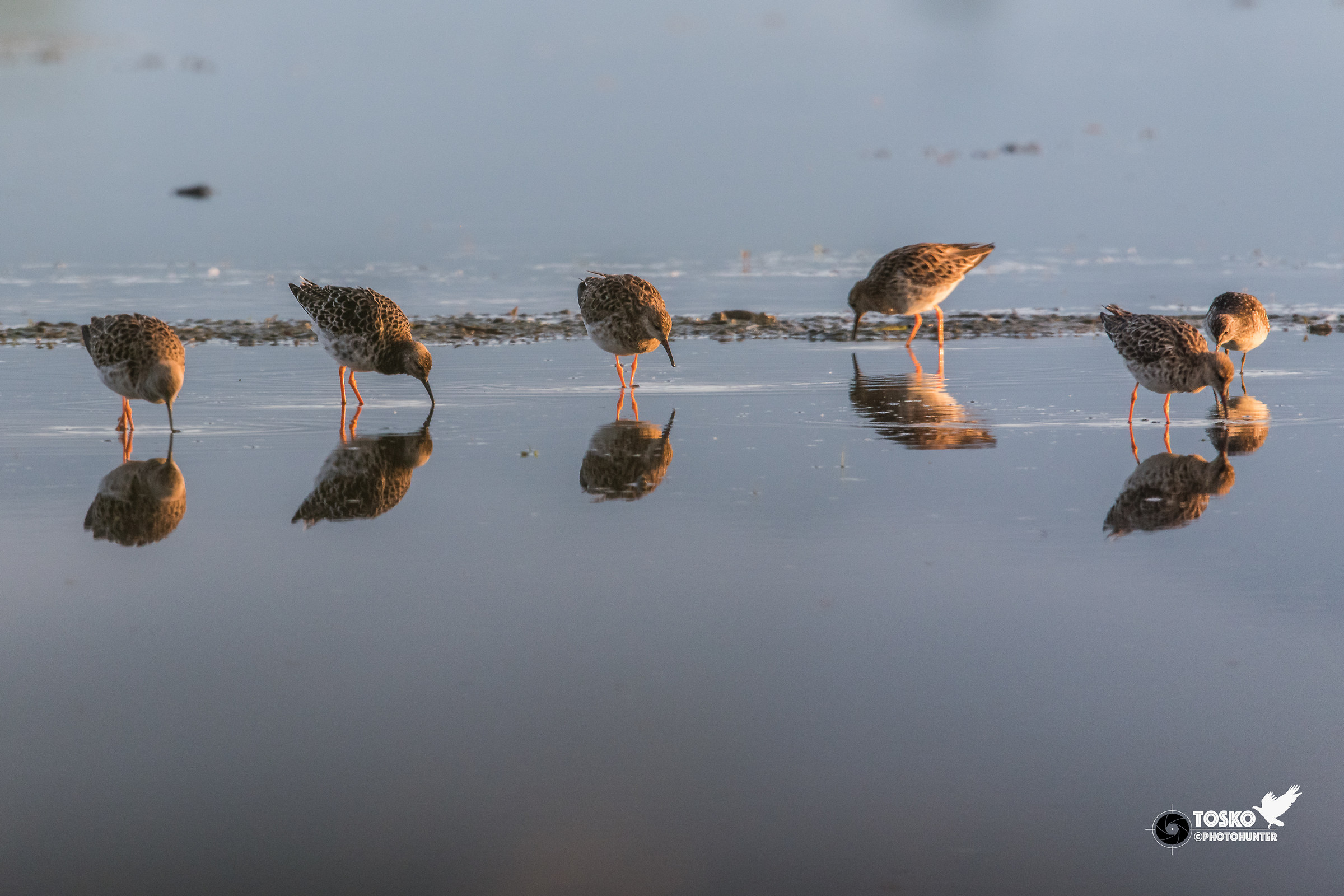 First-light fighters (Philomachus pugnax)