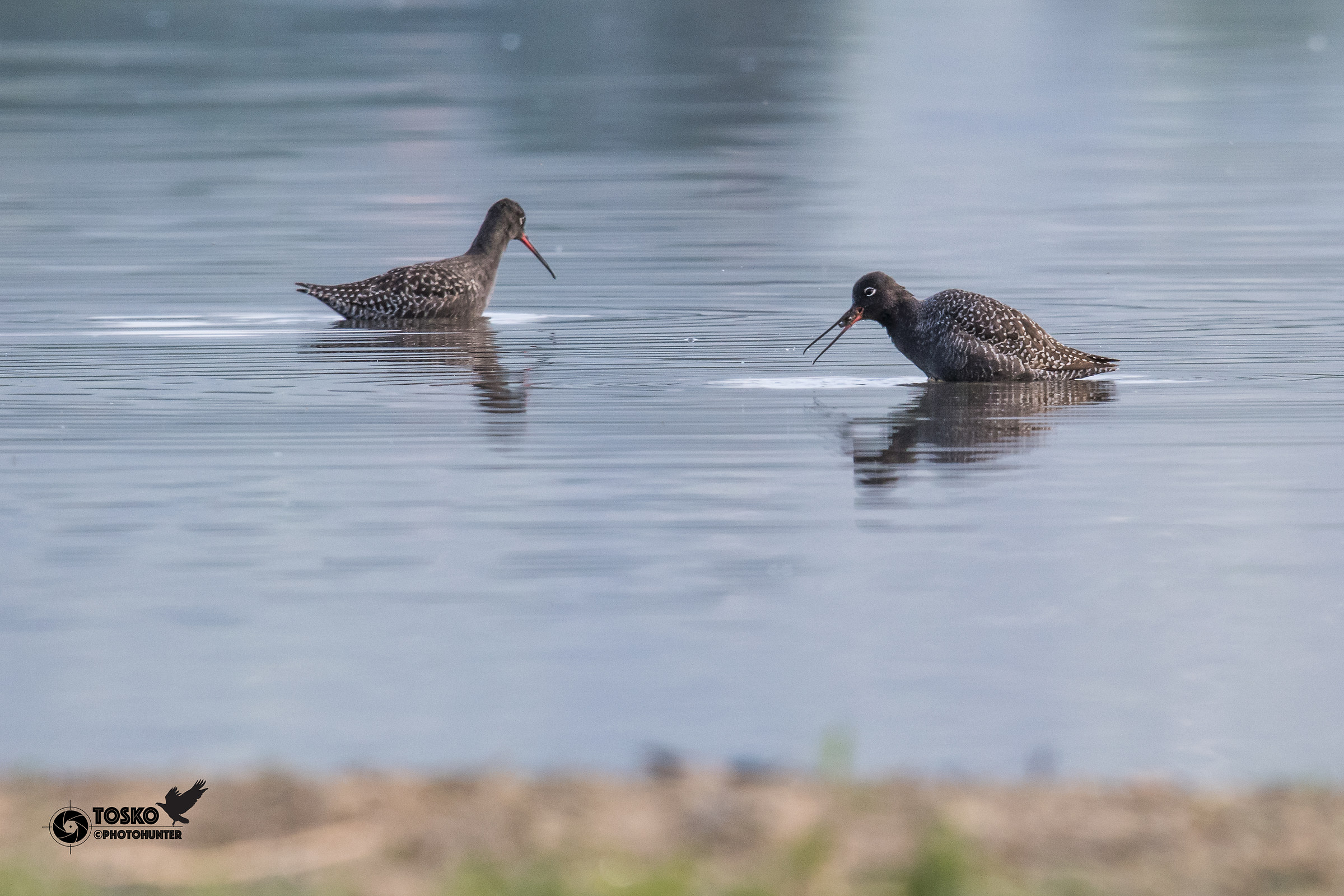 Squid in groundbait (Tringa erythropus)