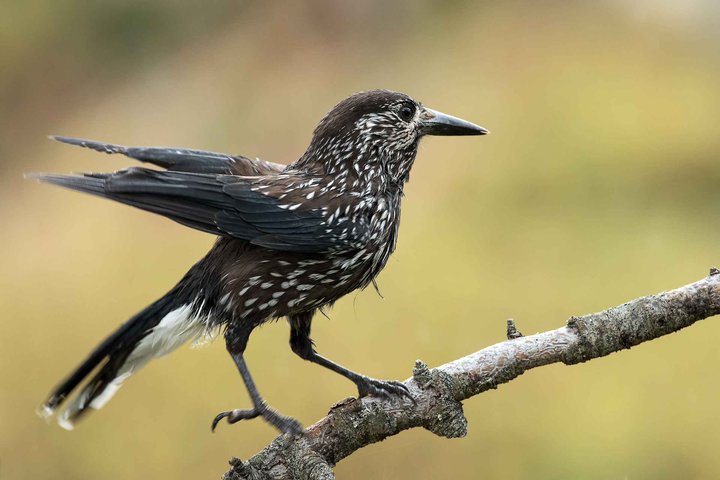 Spotted Nutcracker