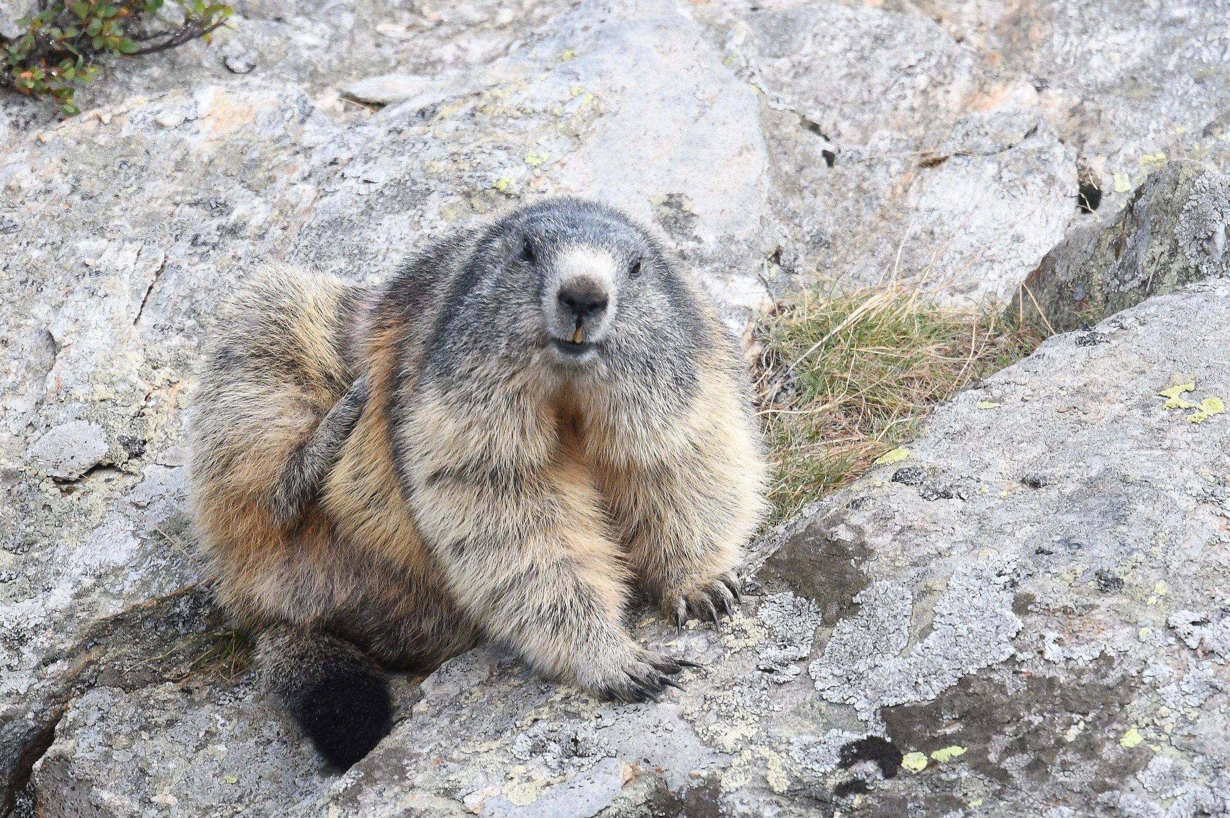 marmotta