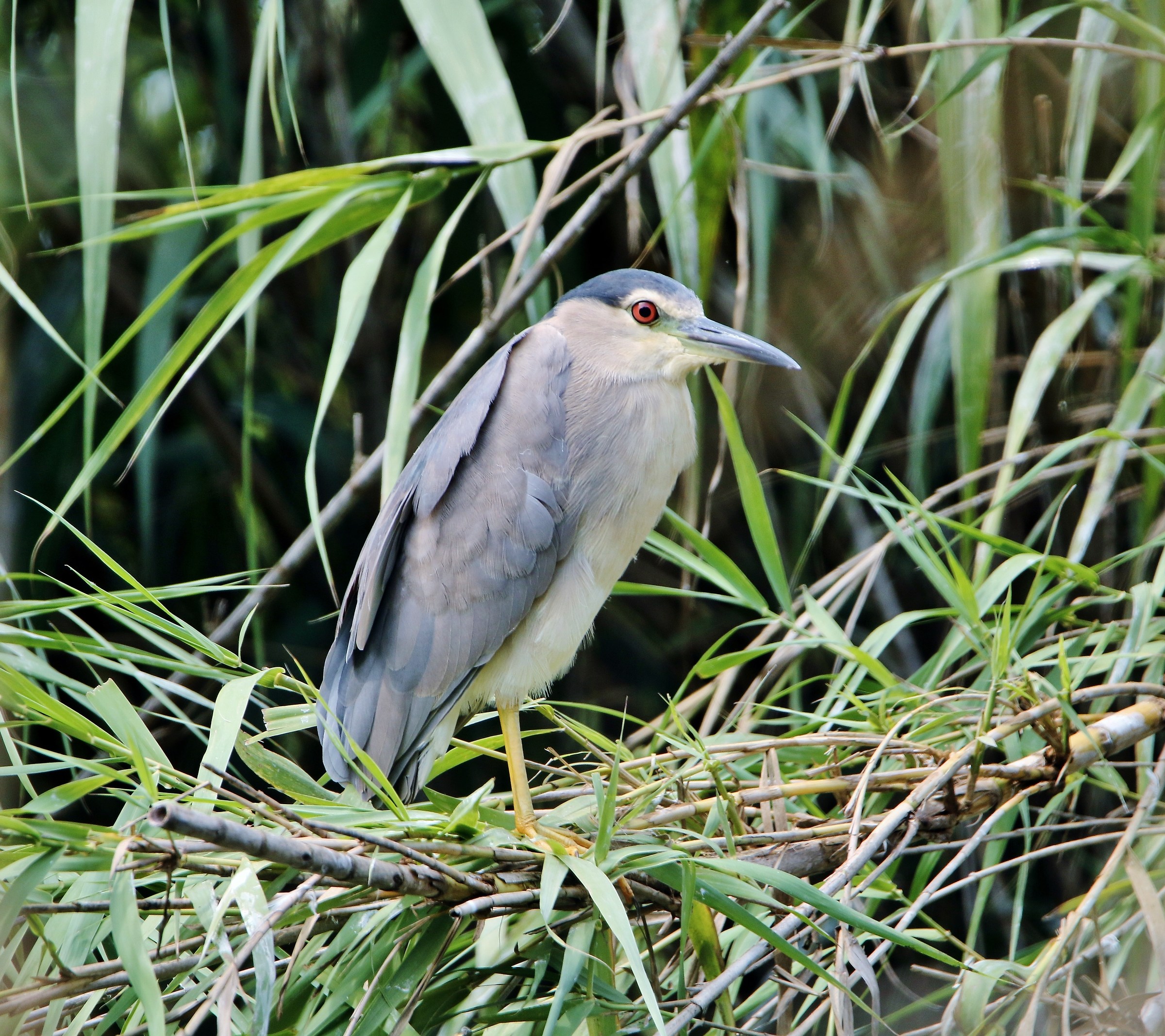 Night Heron