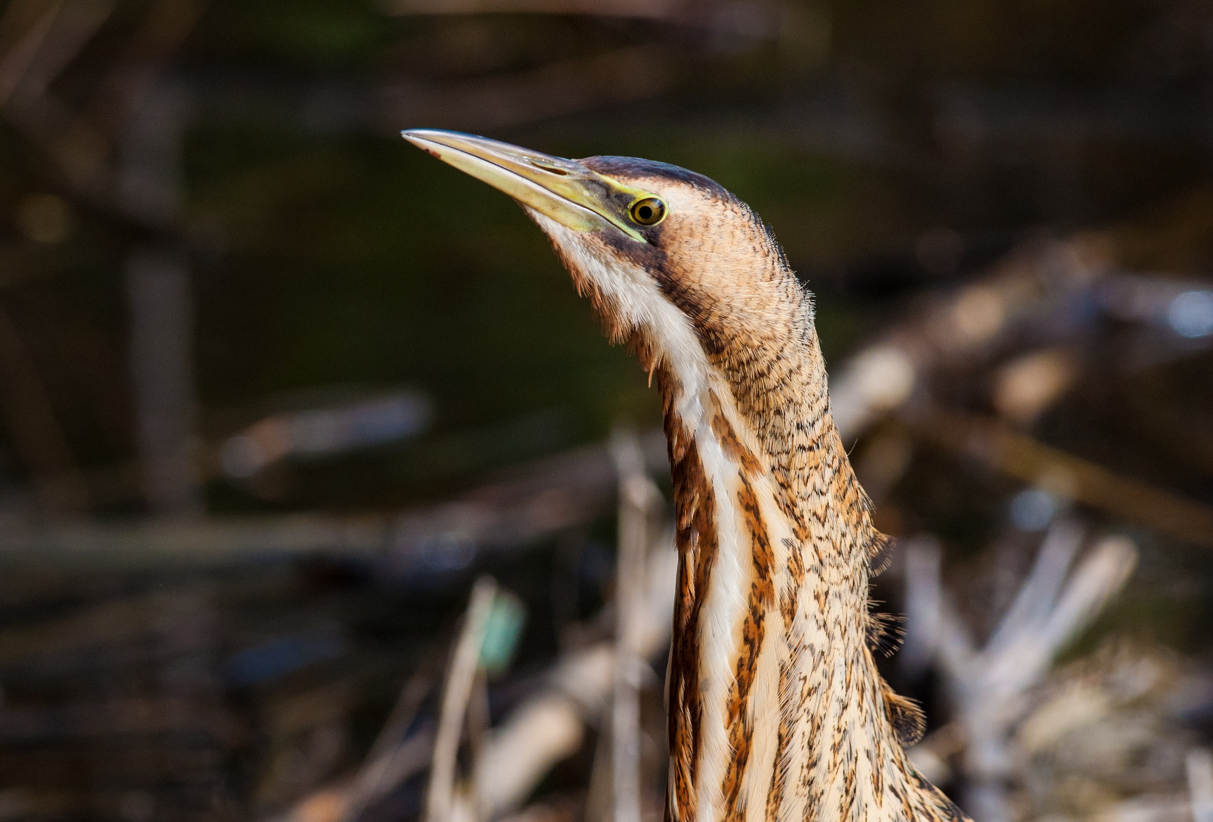 bittern