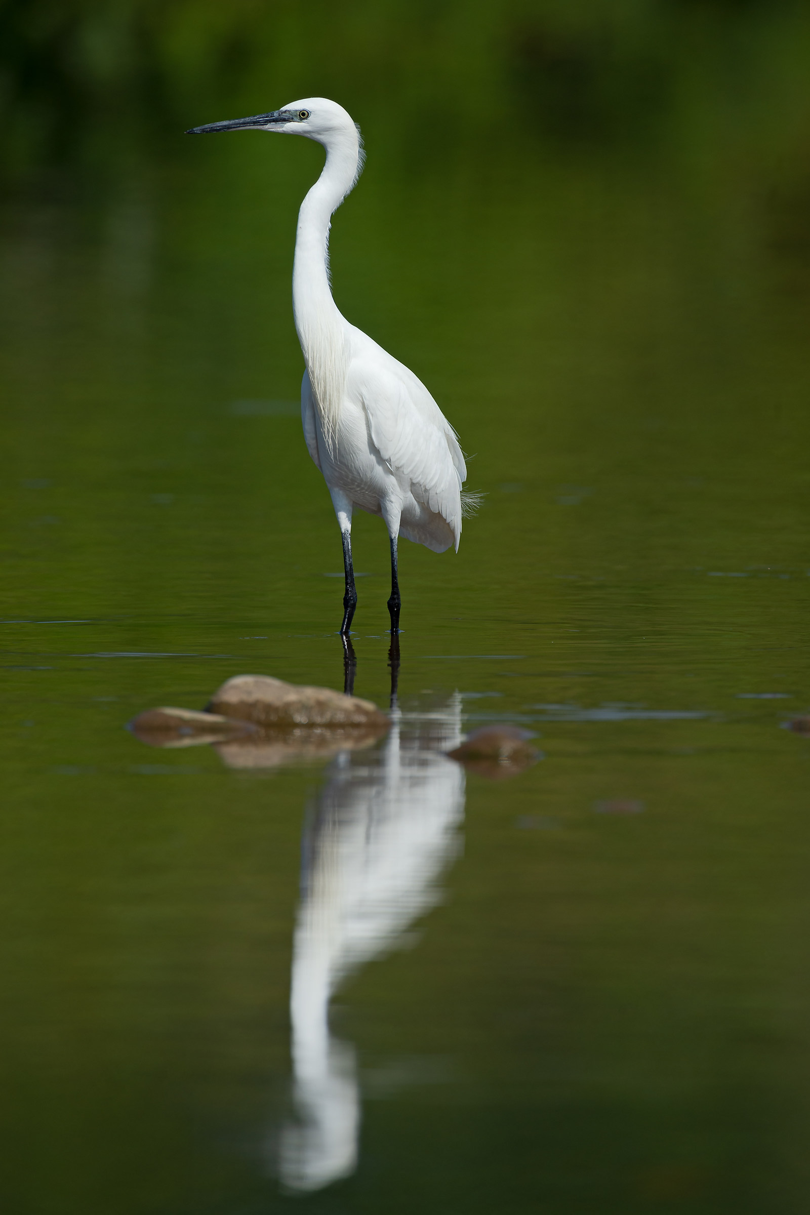 Garzetta fiume Chiese da capanno portatile.