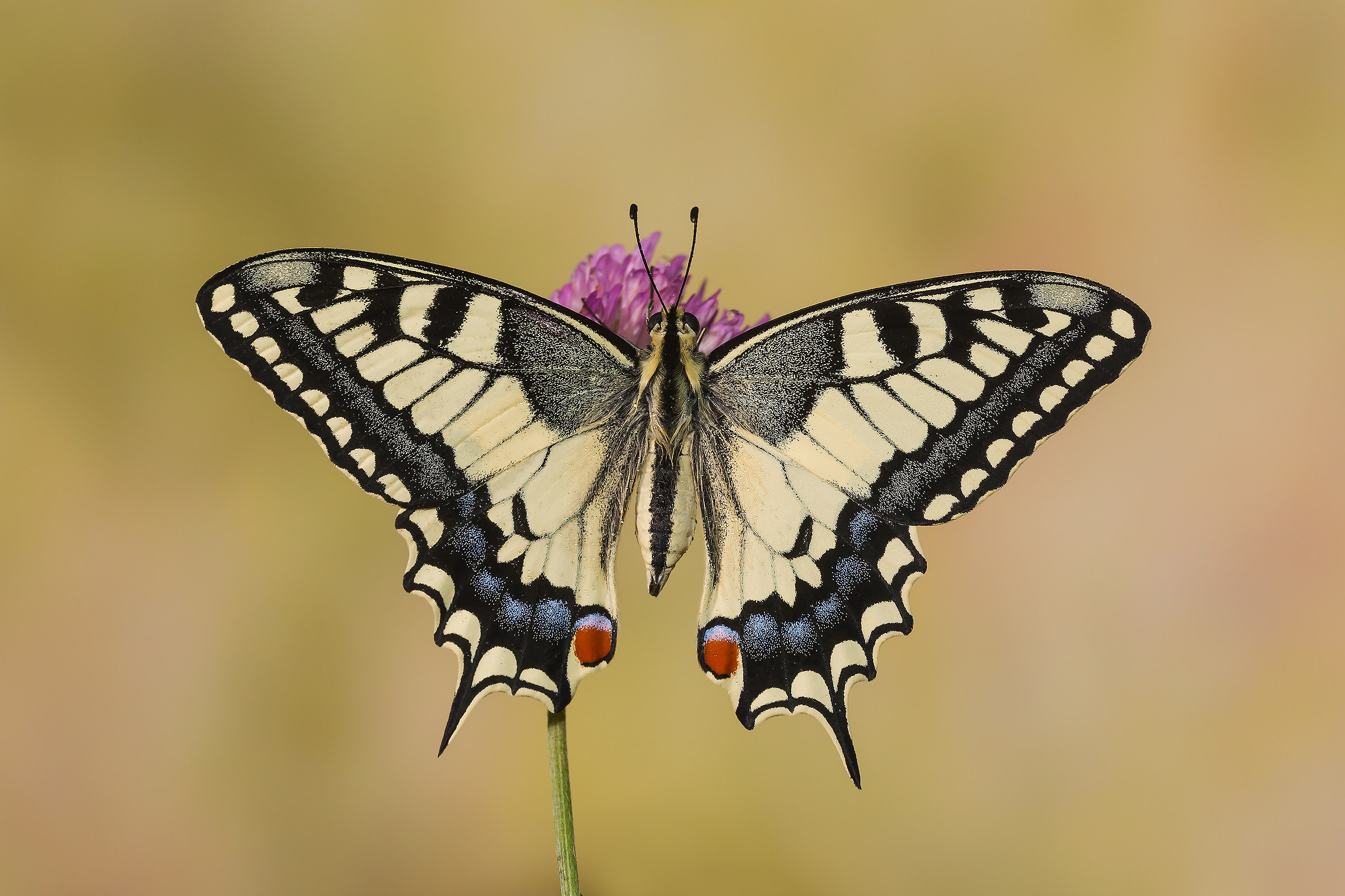 Swallowtail